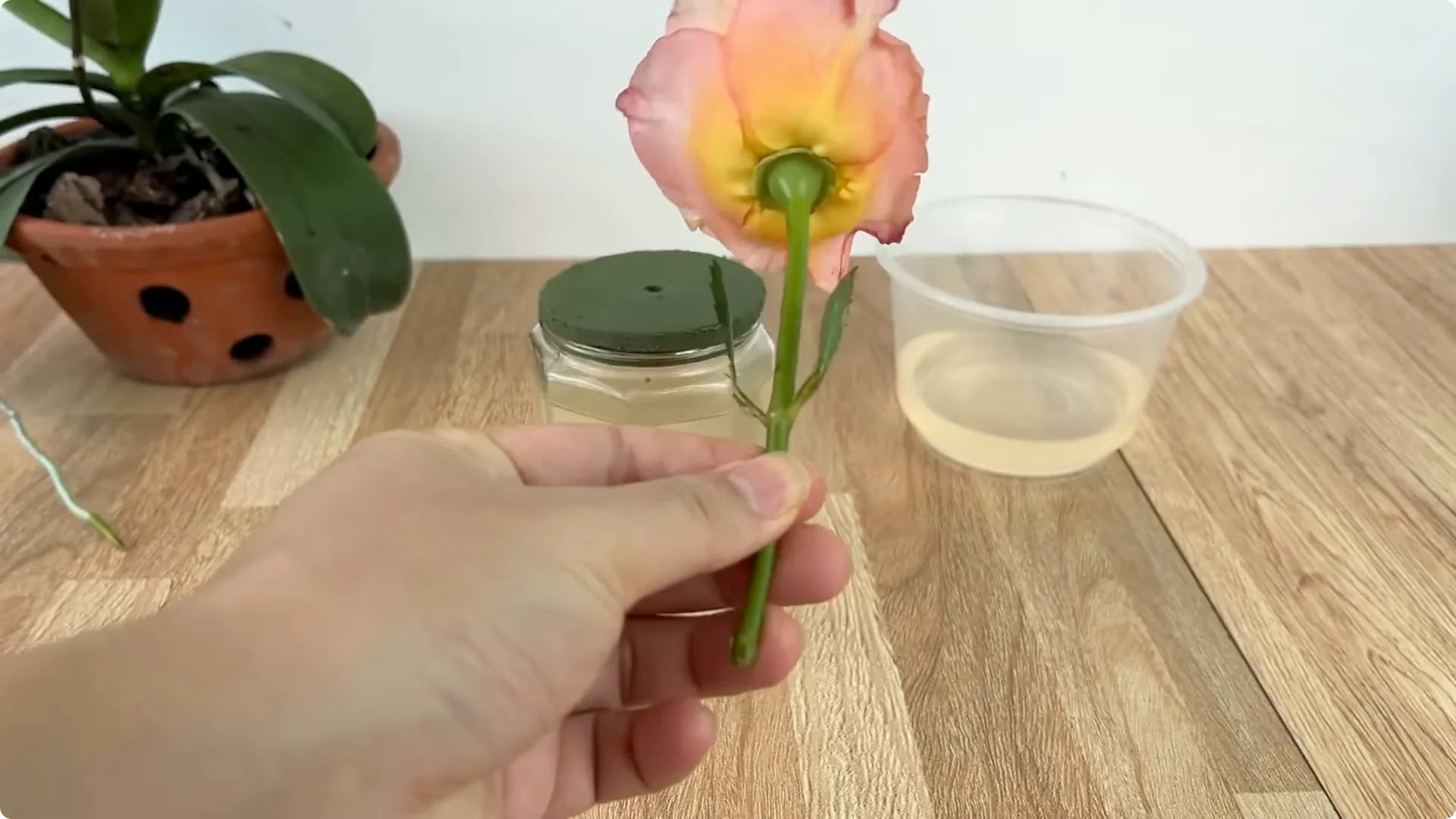 How Any Rose Branch Can Root and Sprout Much Faster screenshot 11