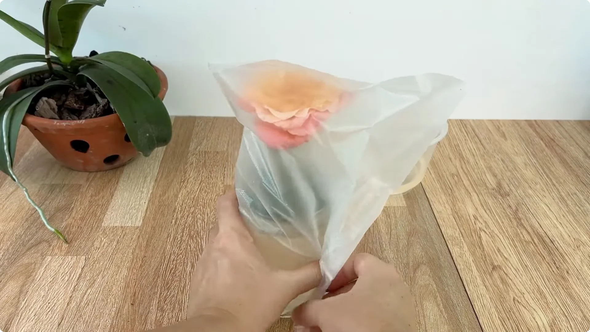 How Any Rose Branch Can Root and Sprout Much Faster screenshot 12