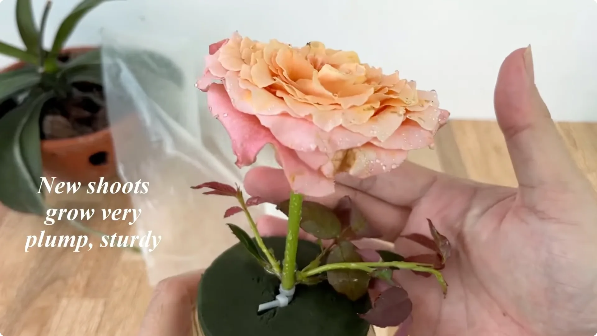 How Any Rose Branch Can Root and Sprout Much Faster screenshot 14