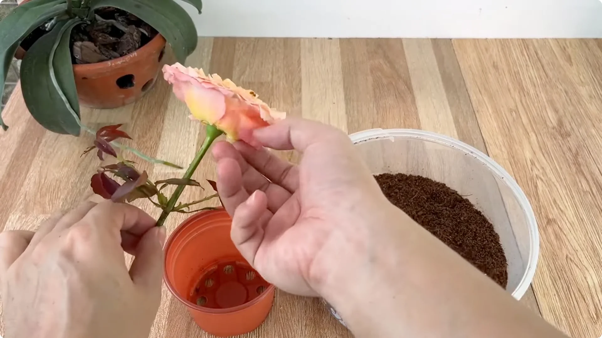 How Any Rose Branch Can Root and Sprout Much Faster screenshot 15