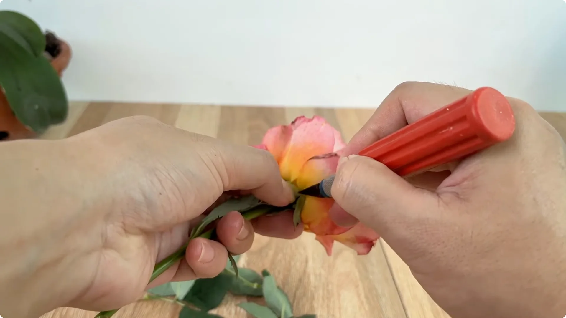 How Any Rose Branch Can Root and Sprout Much Faster screenshot 2