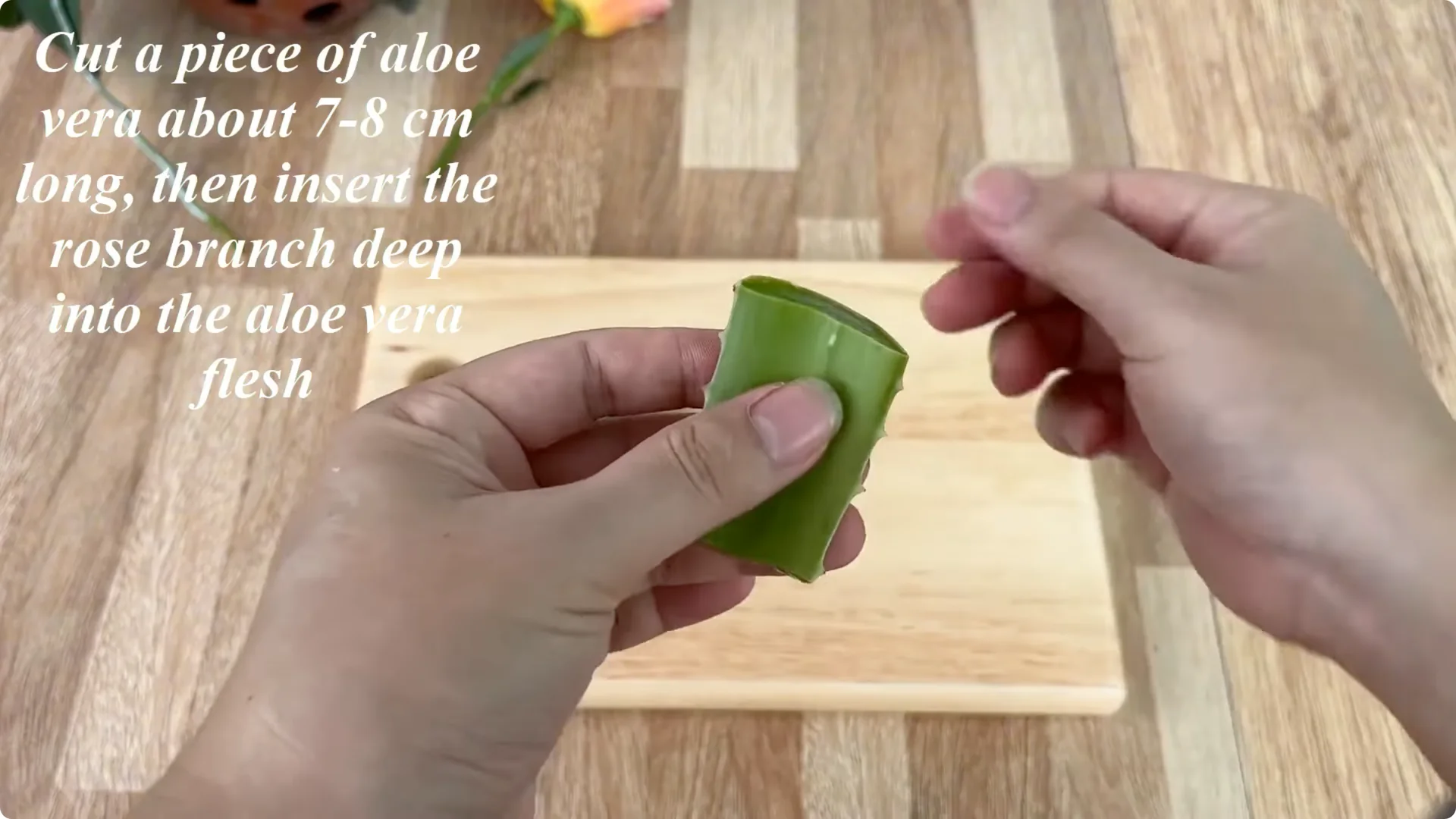 How Any Rose Branch Can Root and Sprout Much Faster screenshot 3