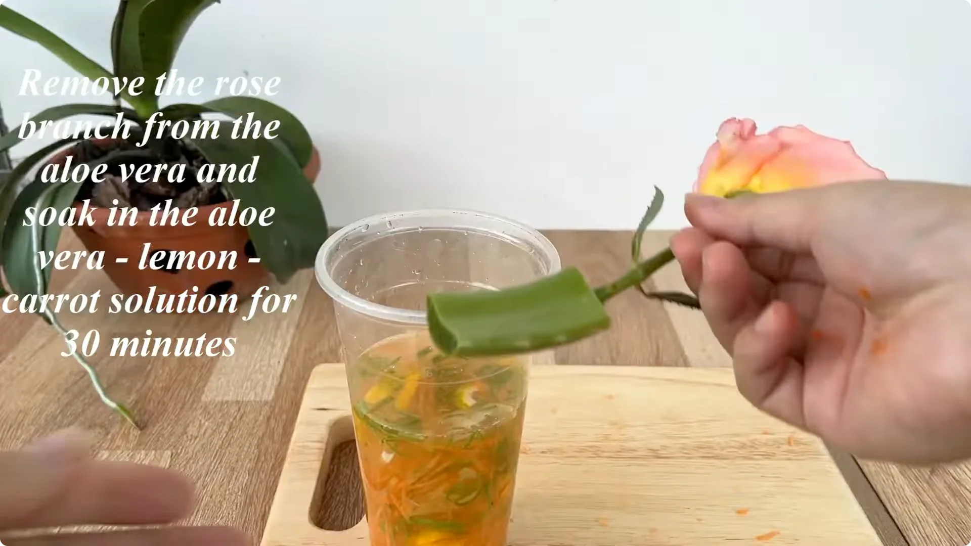 How Any Rose Branch Can Root and Sprout Much Faster screenshot 8