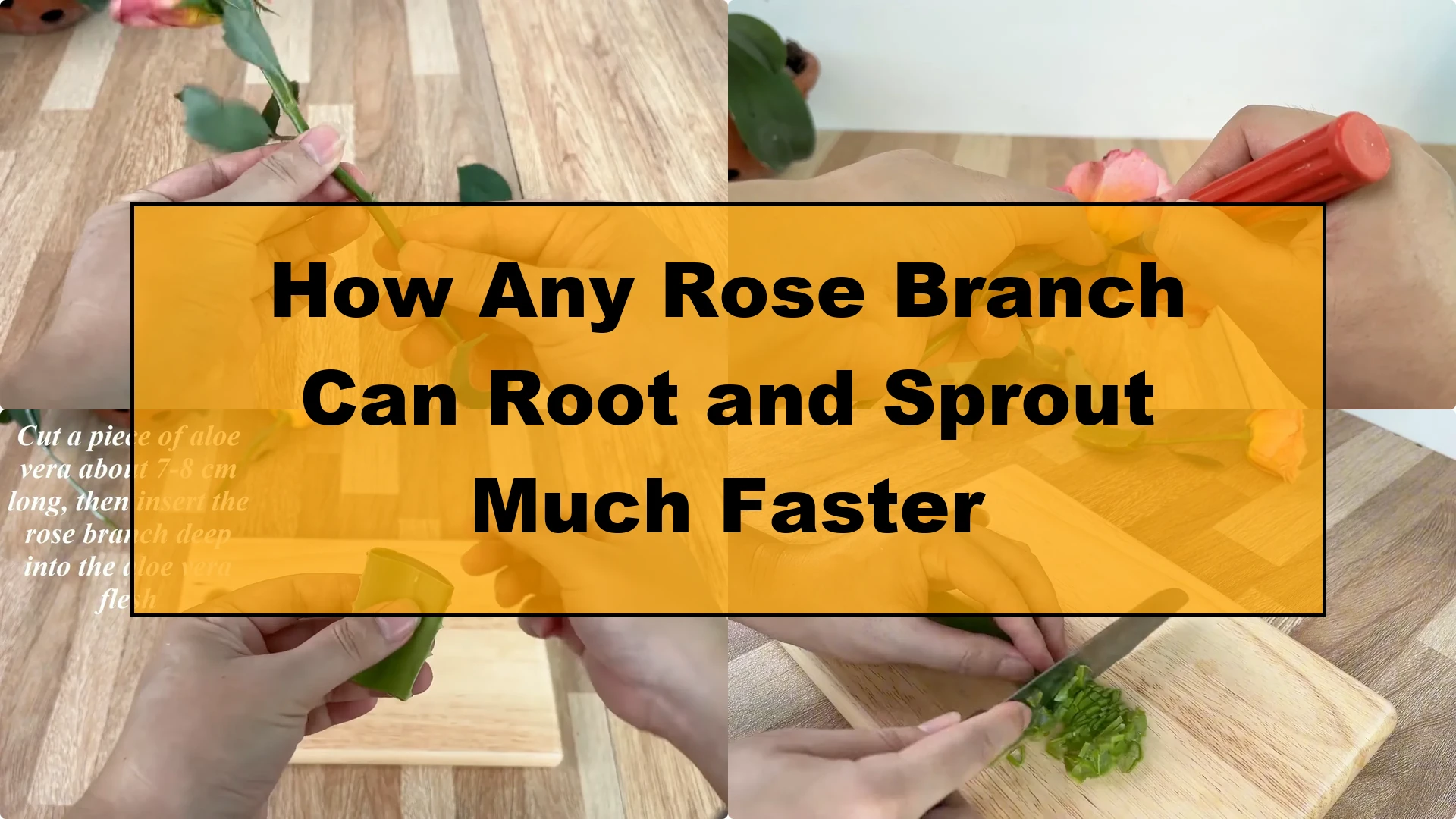 How Any Rose Branch Can Root and Sprout Much Faster - Featured Image