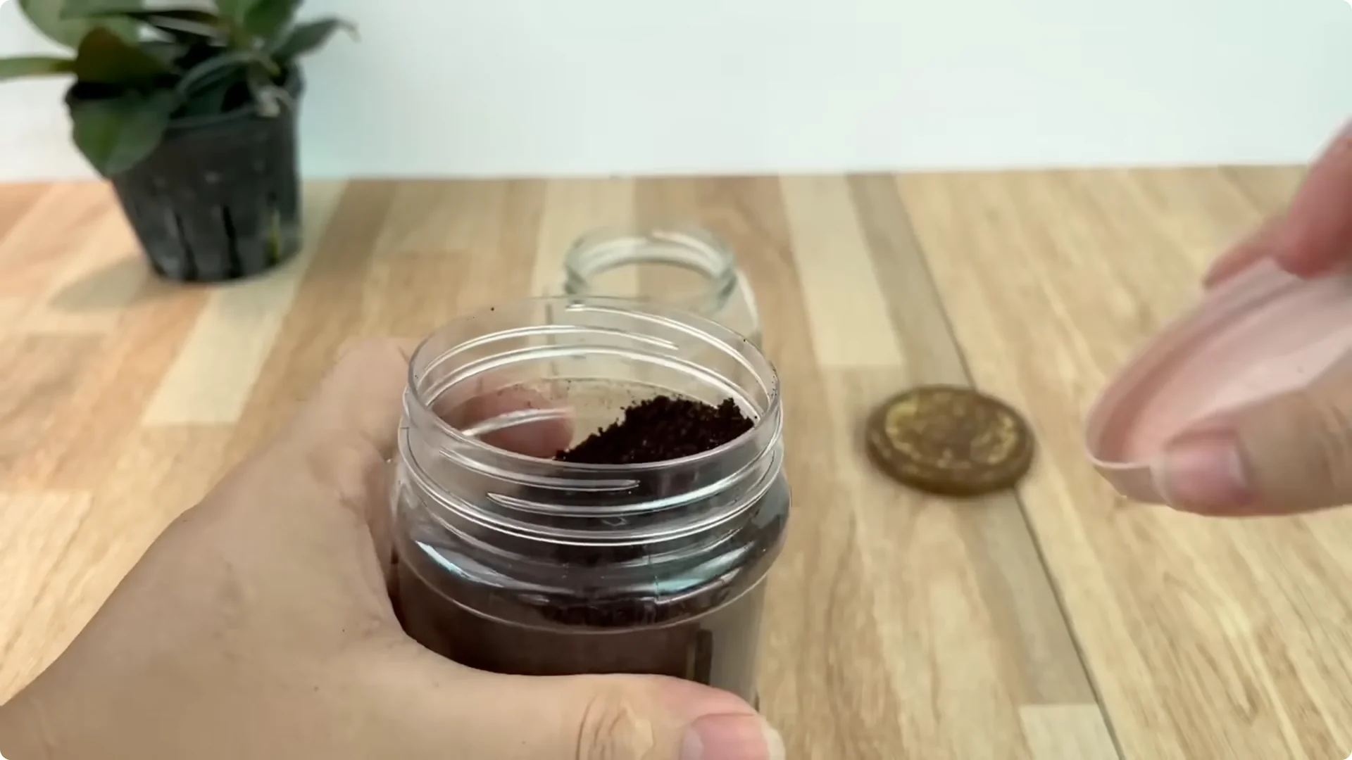 How Anyone Can Easily Propagate Roses at Home screenshot 1