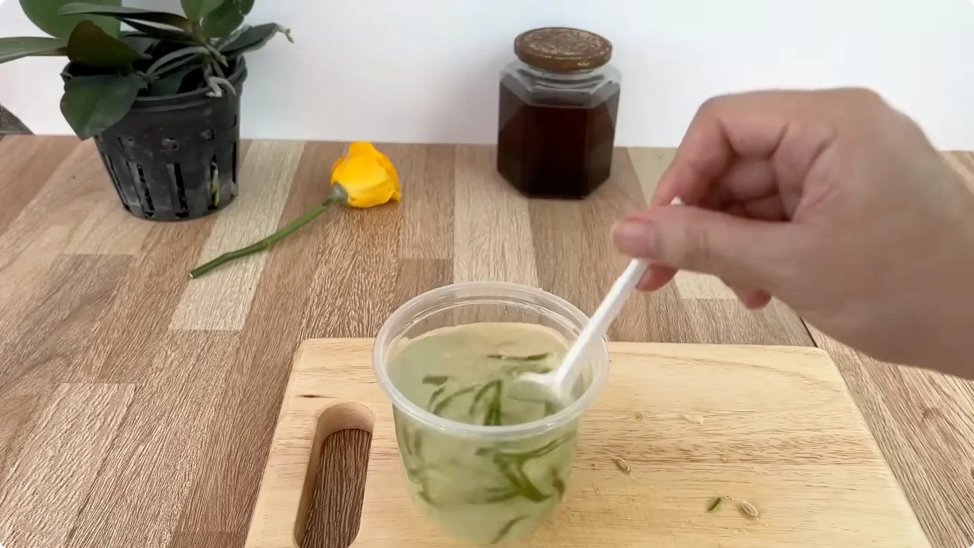 How Anyone Can Easily Propagate Roses at Home screenshot 11