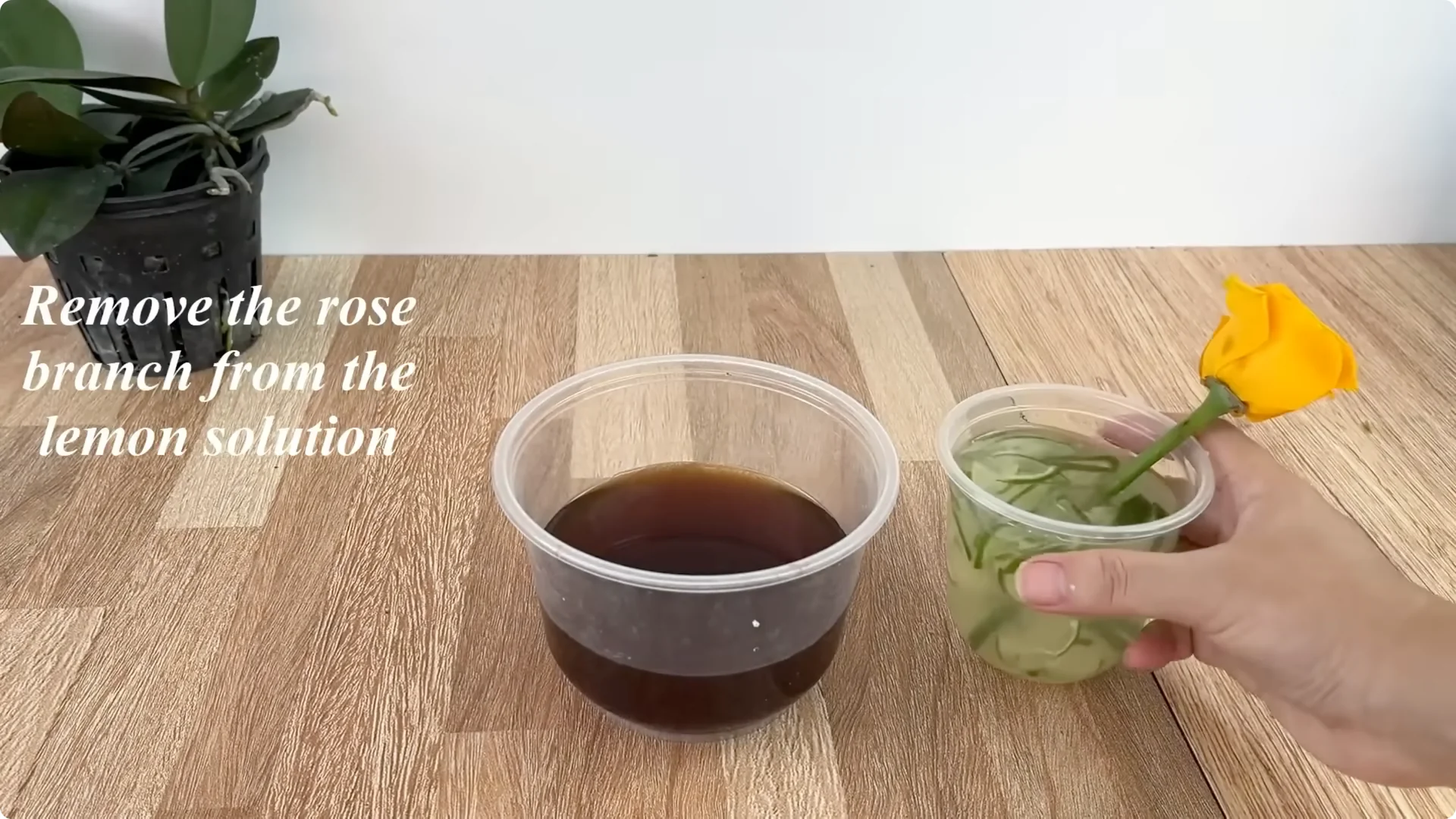 How Anyone Can Easily Propagate Roses at Home screenshot 13