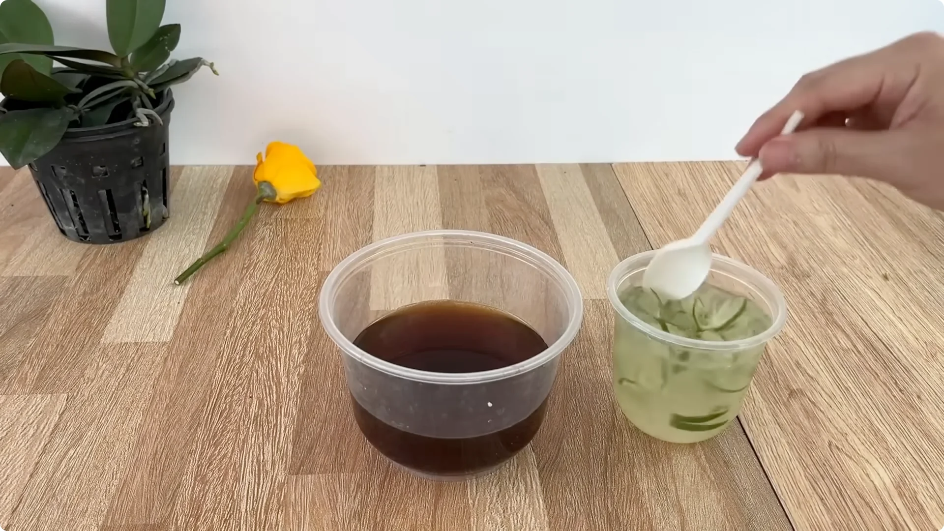 How Anyone Can Easily Propagate Roses at Home screenshot 14