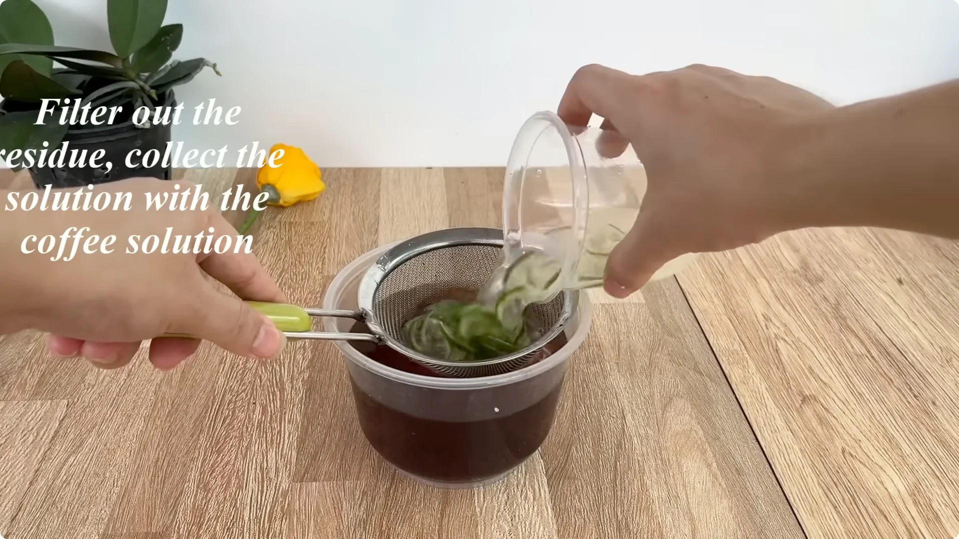 How Anyone Can Easily Propagate Roses at Home screenshot 15