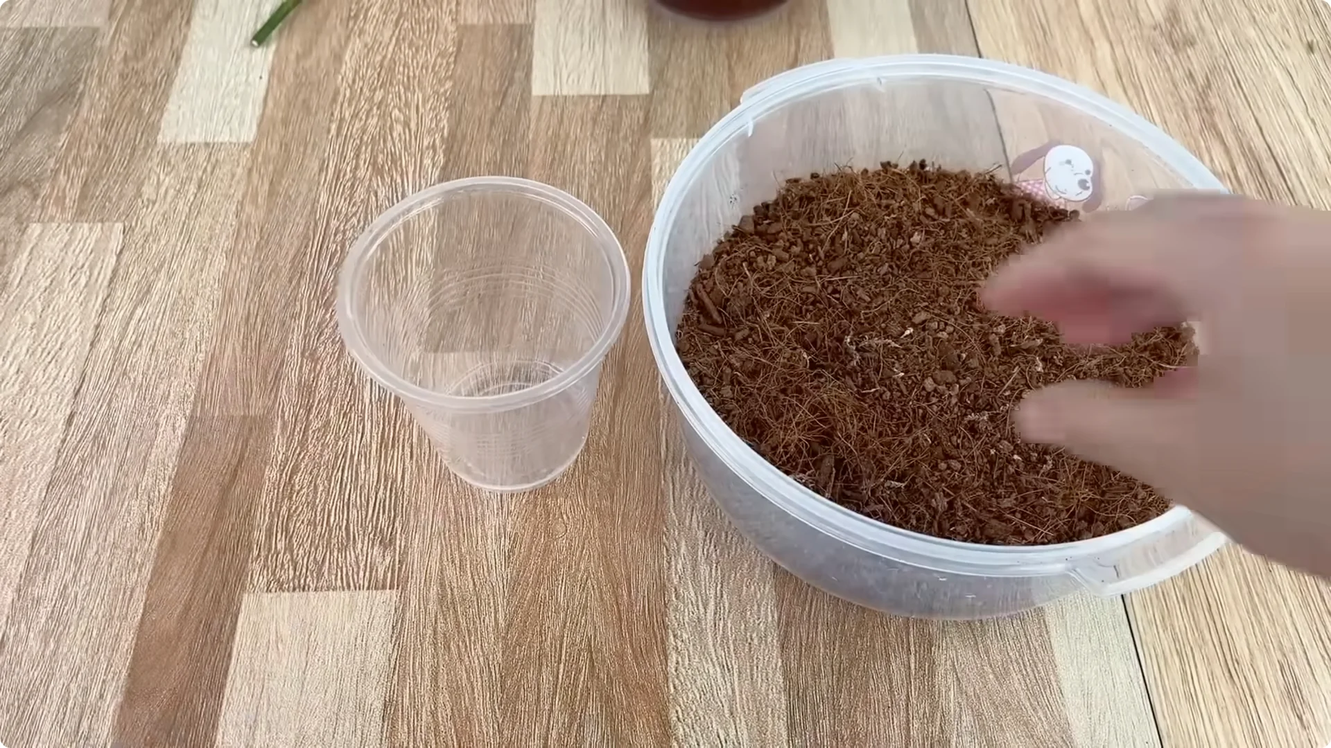 How Anyone Can Easily Propagate Roses at Home screenshot 16