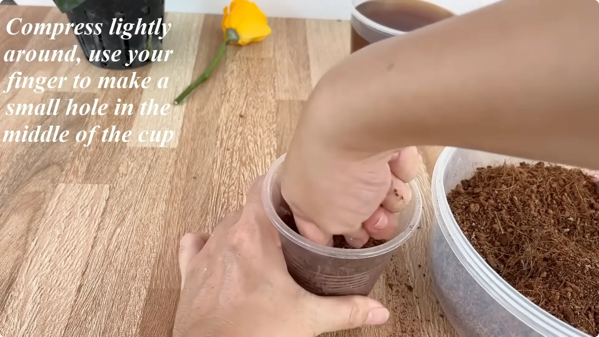 How Anyone Can Easily Propagate Roses at Home screenshot 17