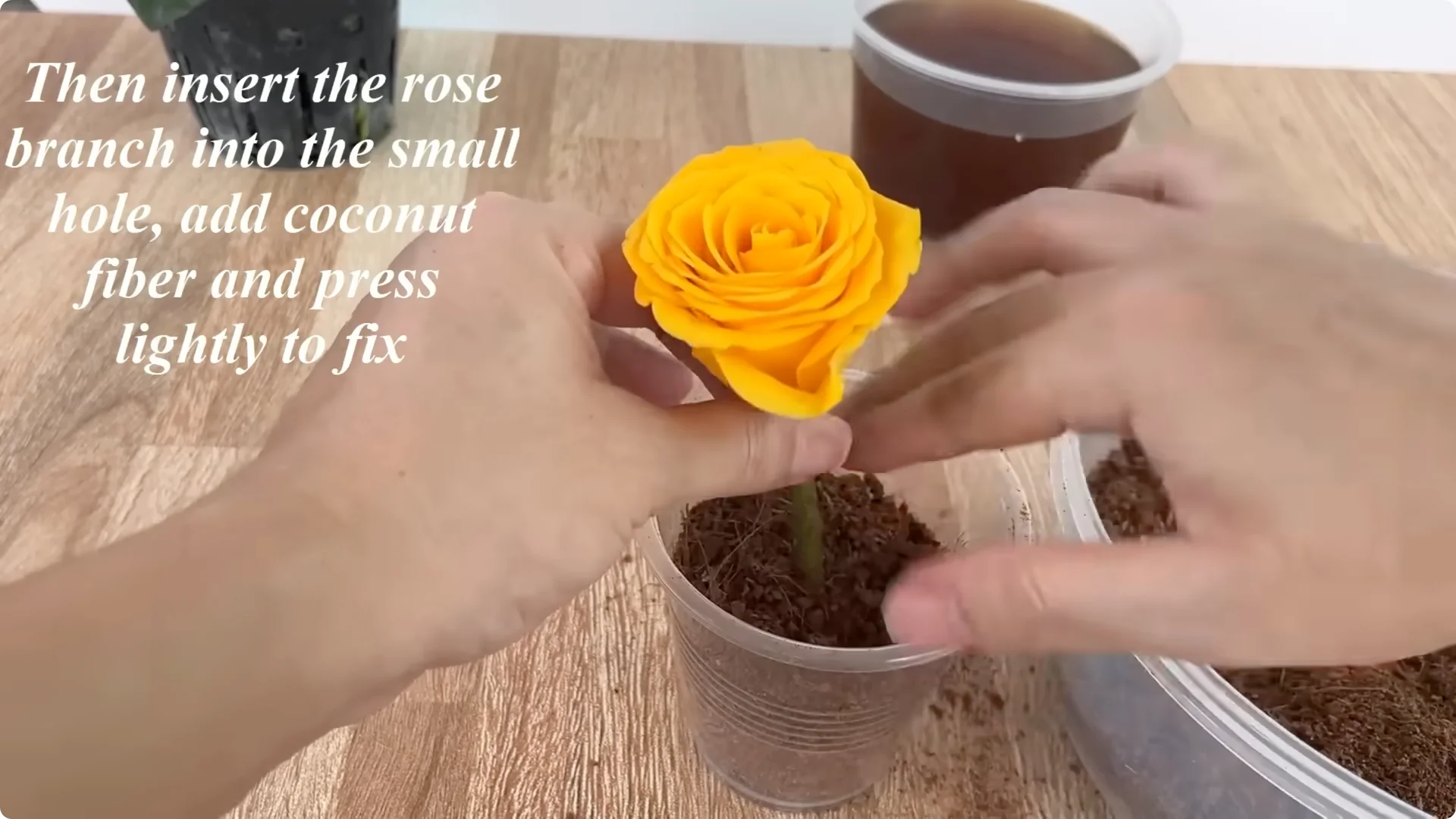 How Anyone Can Easily Propagate Roses at Home screenshot 18