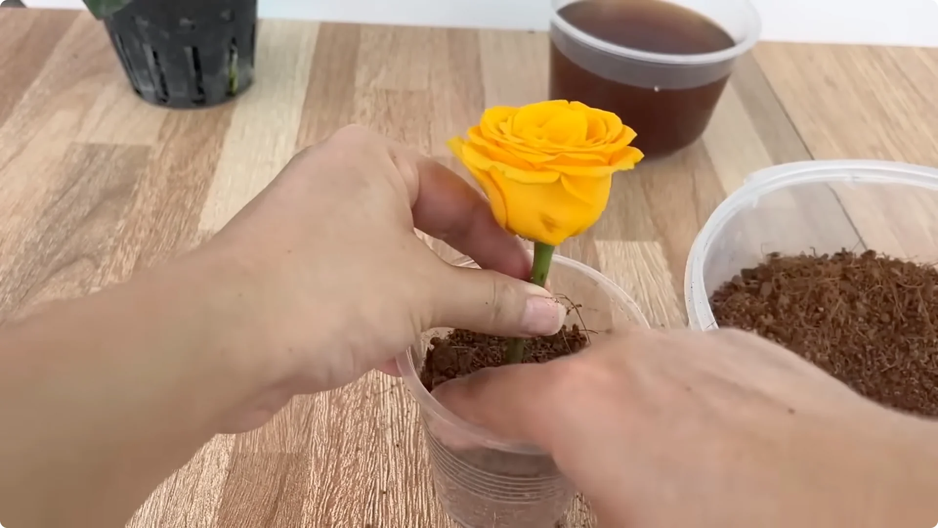 How Anyone Can Easily Propagate Roses at Home screenshot 19