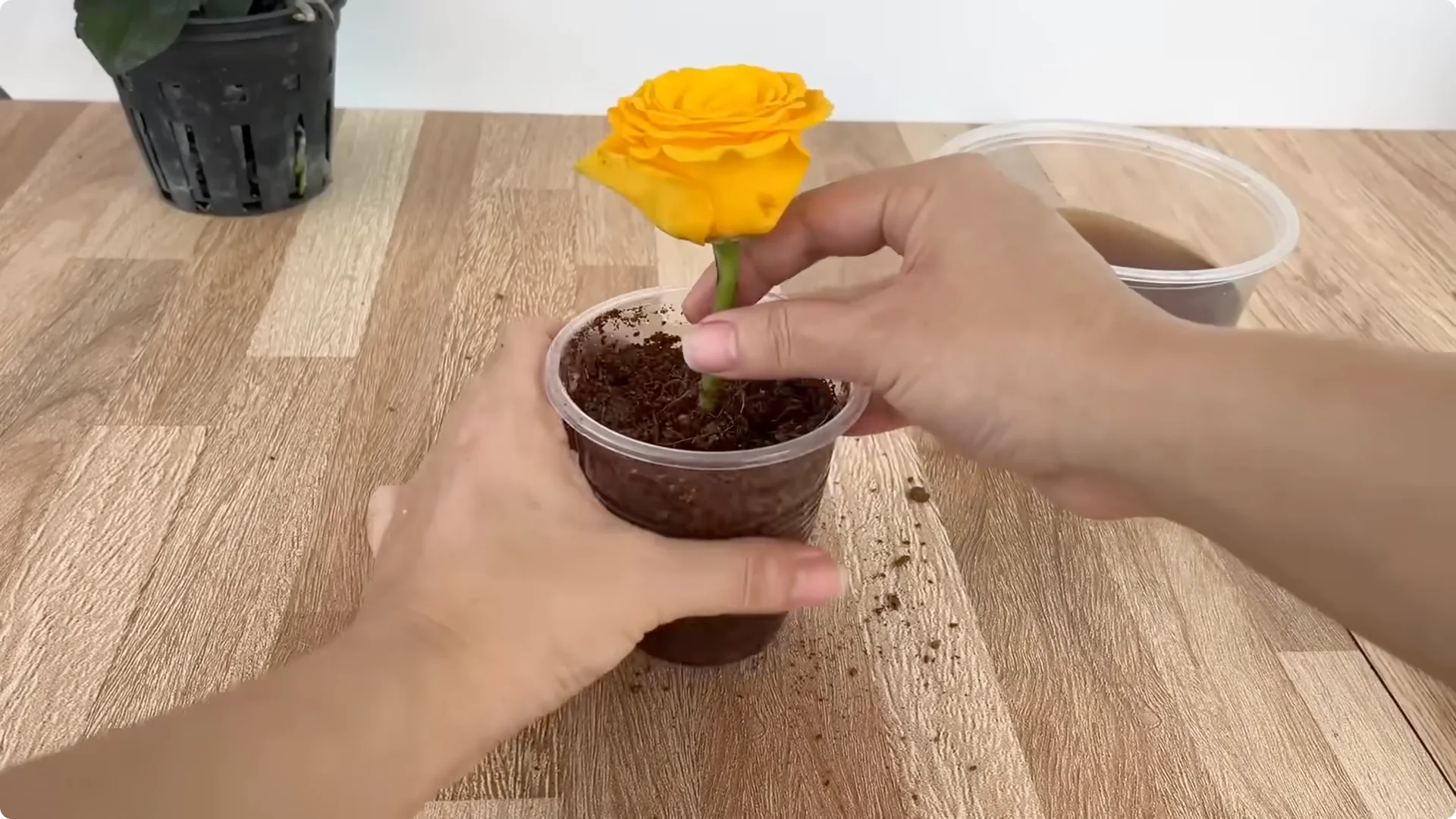How Anyone Can Easily Propagate Roses at Home screenshot 20