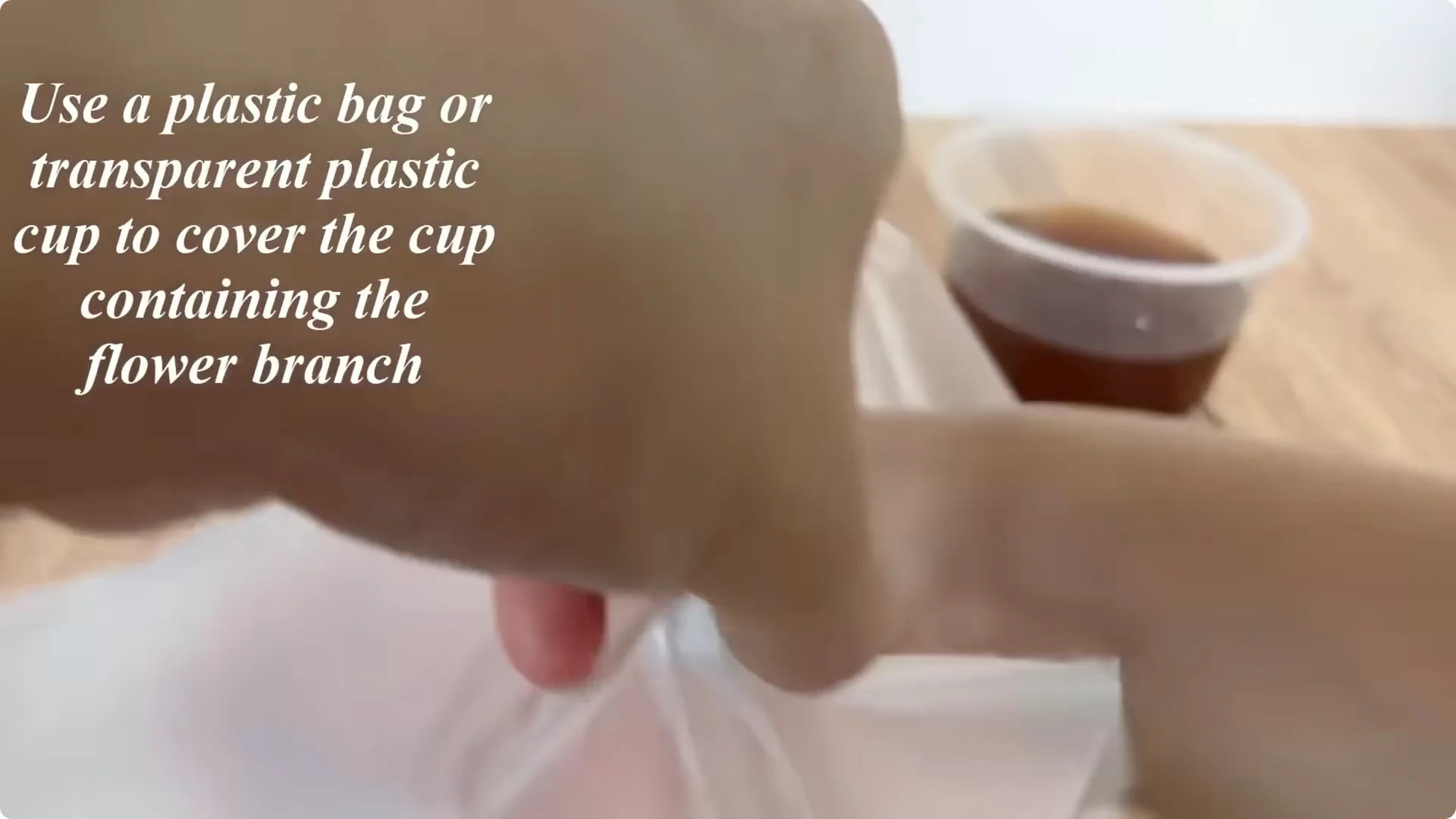 How Anyone Can Easily Propagate Roses at Home screenshot 21