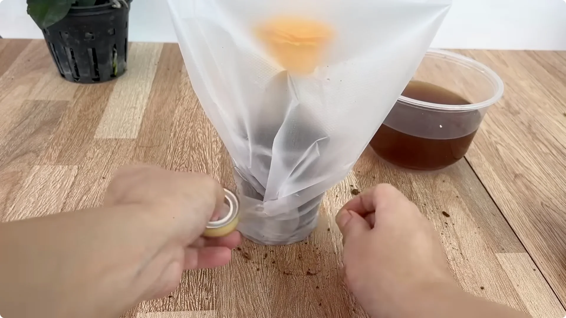 How Anyone Can Easily Propagate Roses at Home screenshot 22