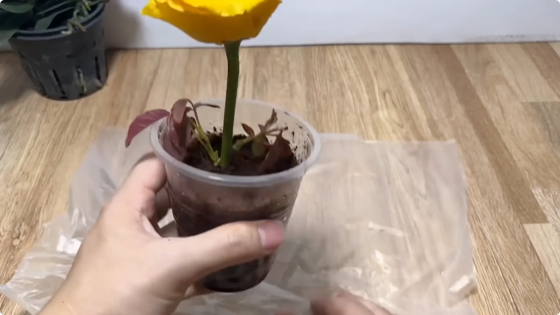 How Anyone Can Easily Propagate Roses at Home screenshot 23