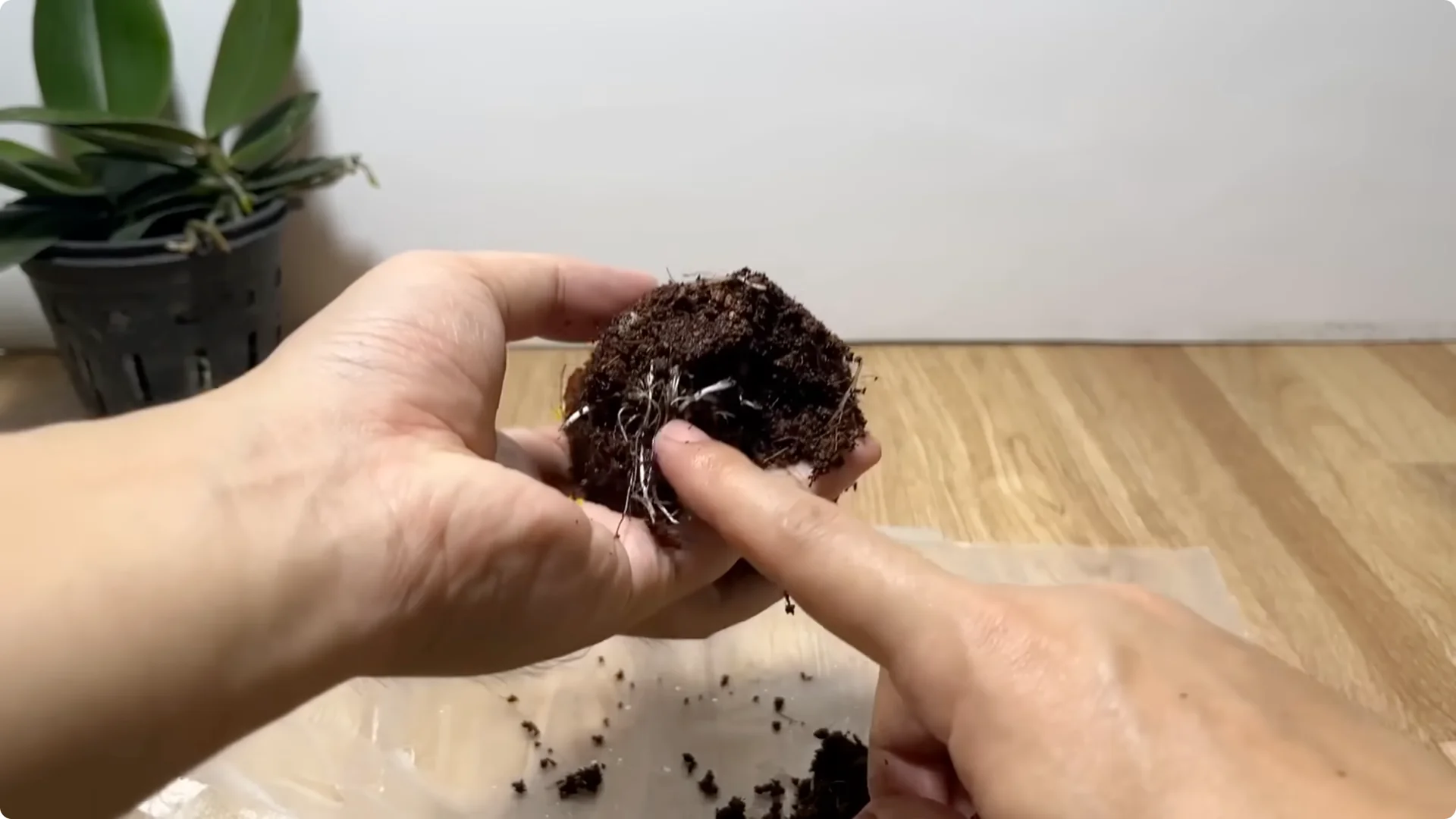 How Anyone Can Easily Propagate Roses at Home screenshot 24