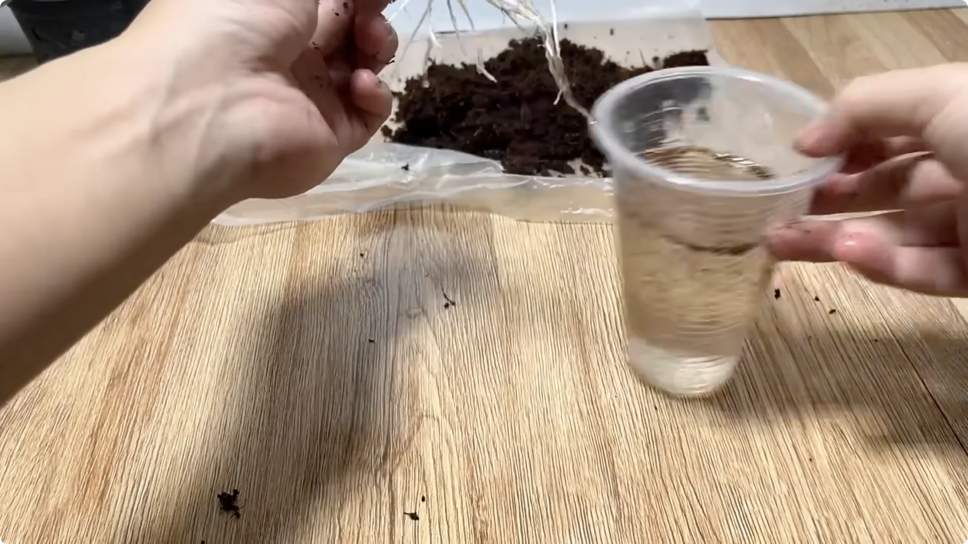 How Anyone Can Easily Propagate Roses at Home screenshot 25