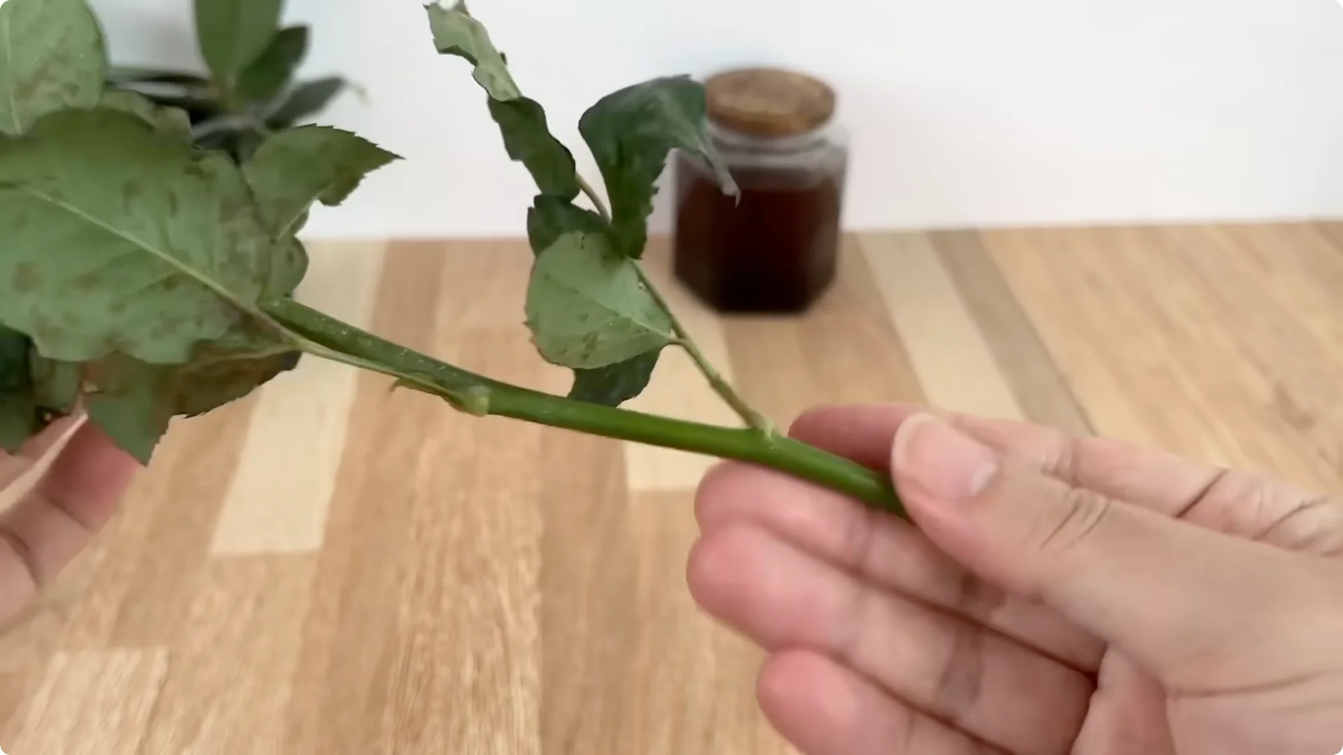 How Anyone Can Easily Propagate Roses at Home screenshot 4