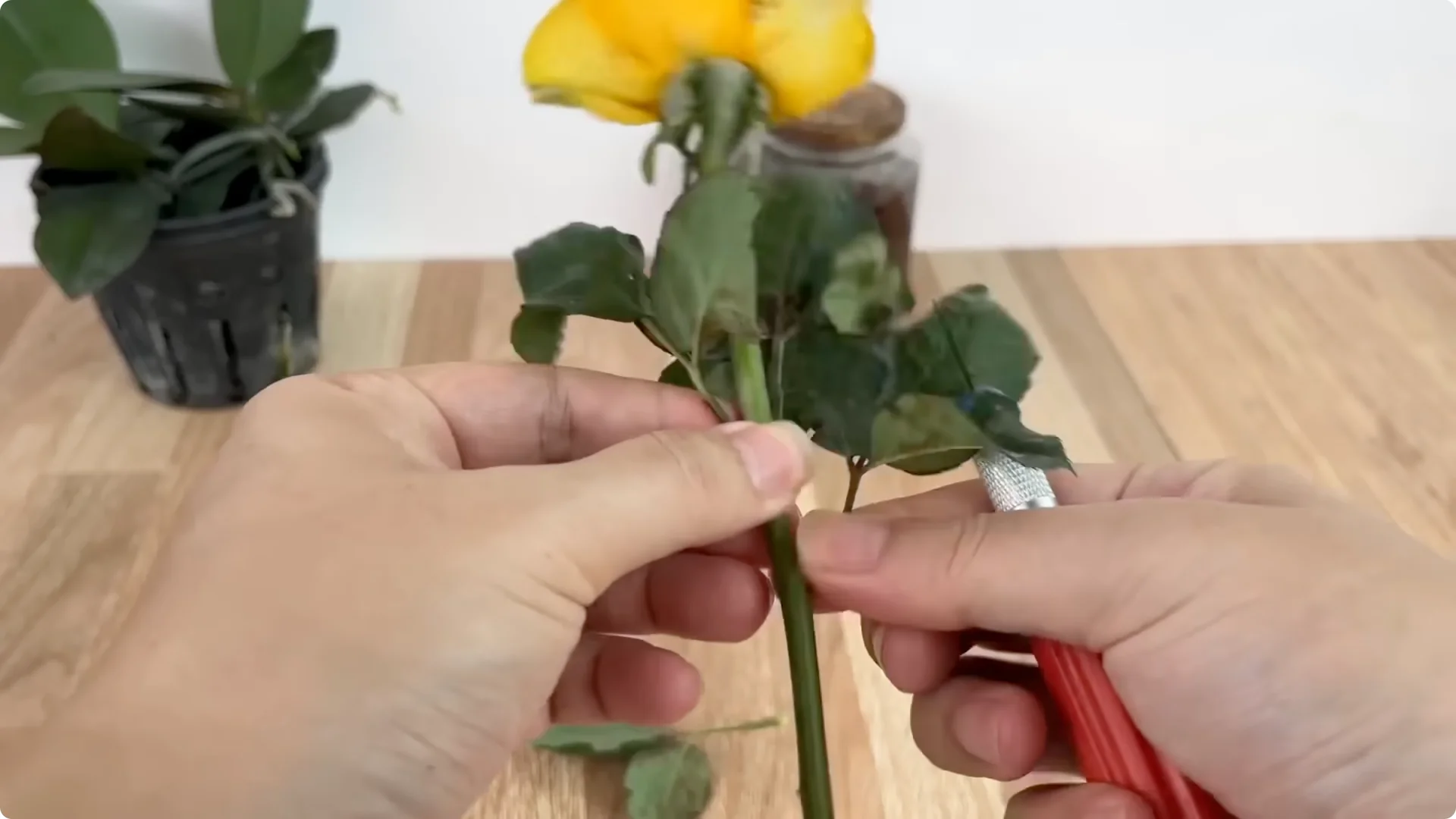 How Anyone Can Easily Propagate Roses at Home screenshot 5