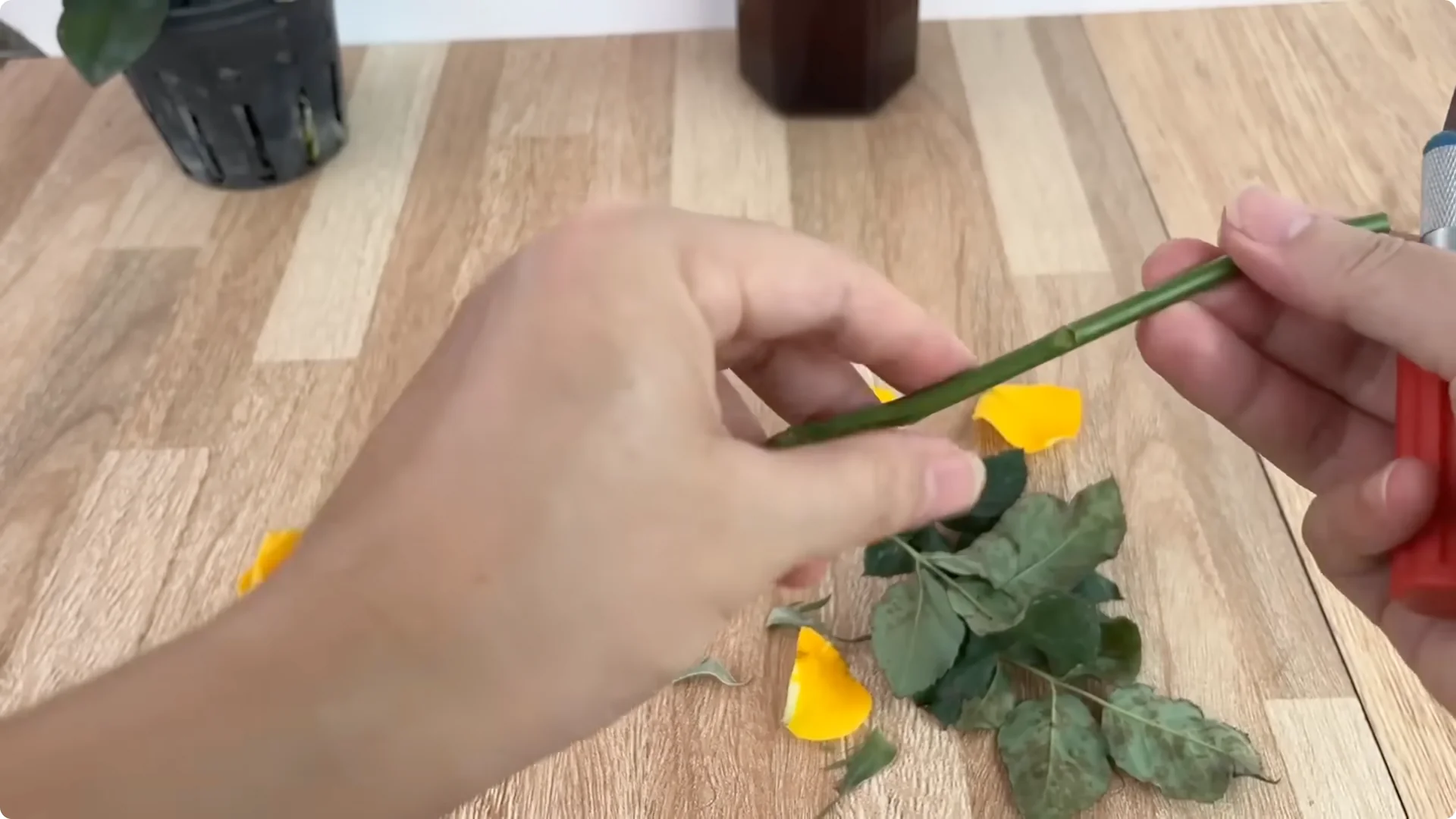 How Anyone Can Easily Propagate Roses at Home screenshot 6