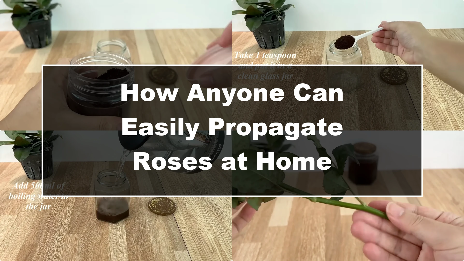 How Anyone Can Easily Propagate Roses at Home - Featured Image