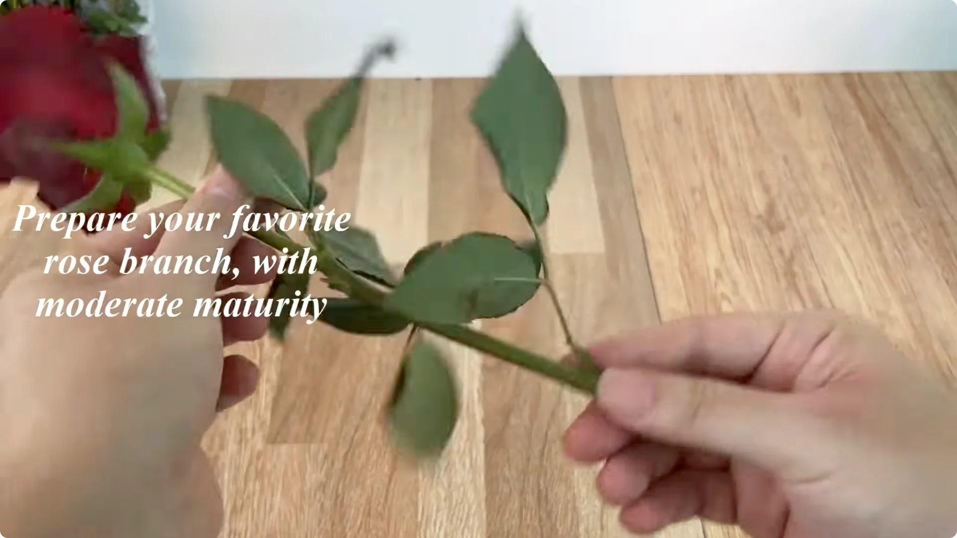 How Coca Boosts Rose Propagation: Fast and Effective Tips screenshot 1