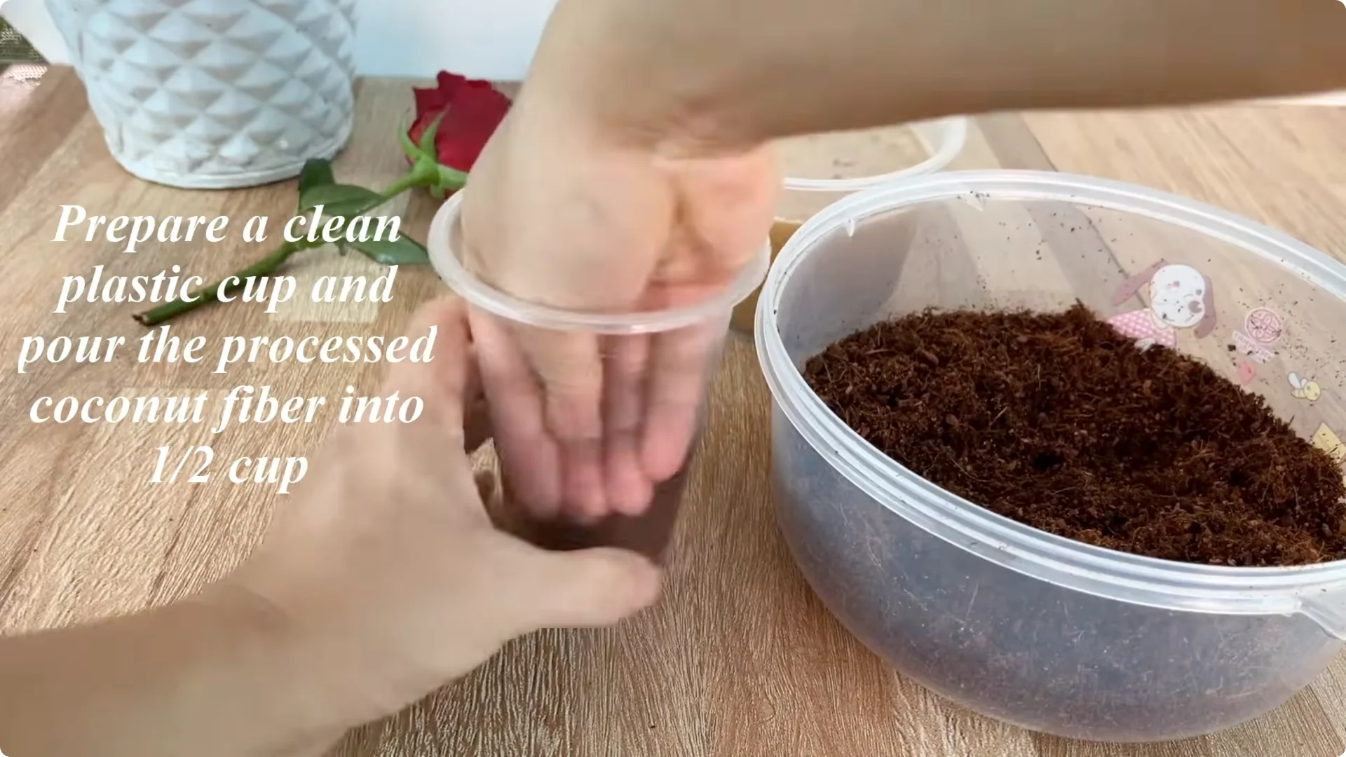 How Coca Boosts Rose Propagation: Fast and Effective Tips screenshot 5