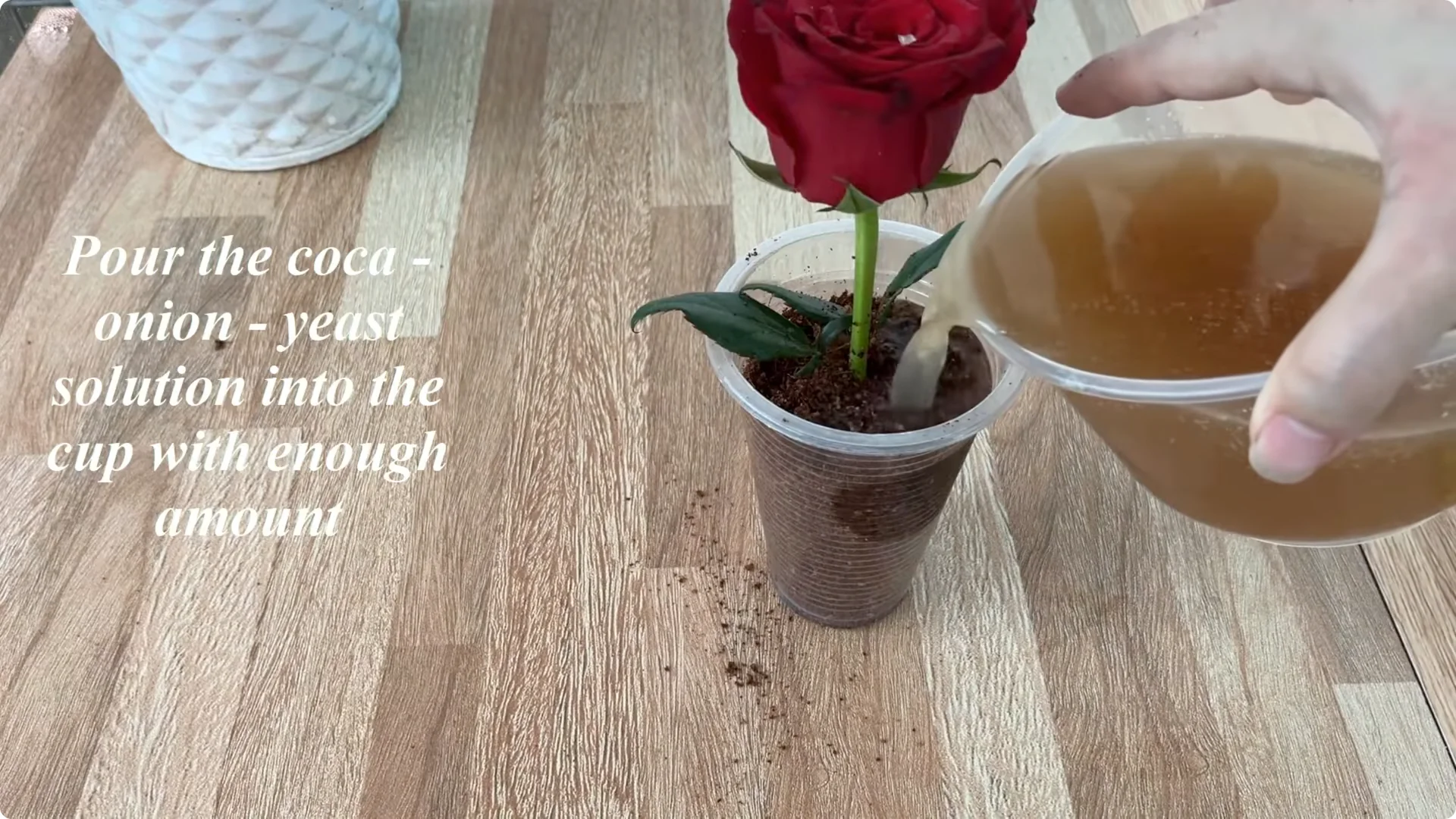 How Coca Boosts Rose Propagation: Fast and Effective Tips screenshot 6