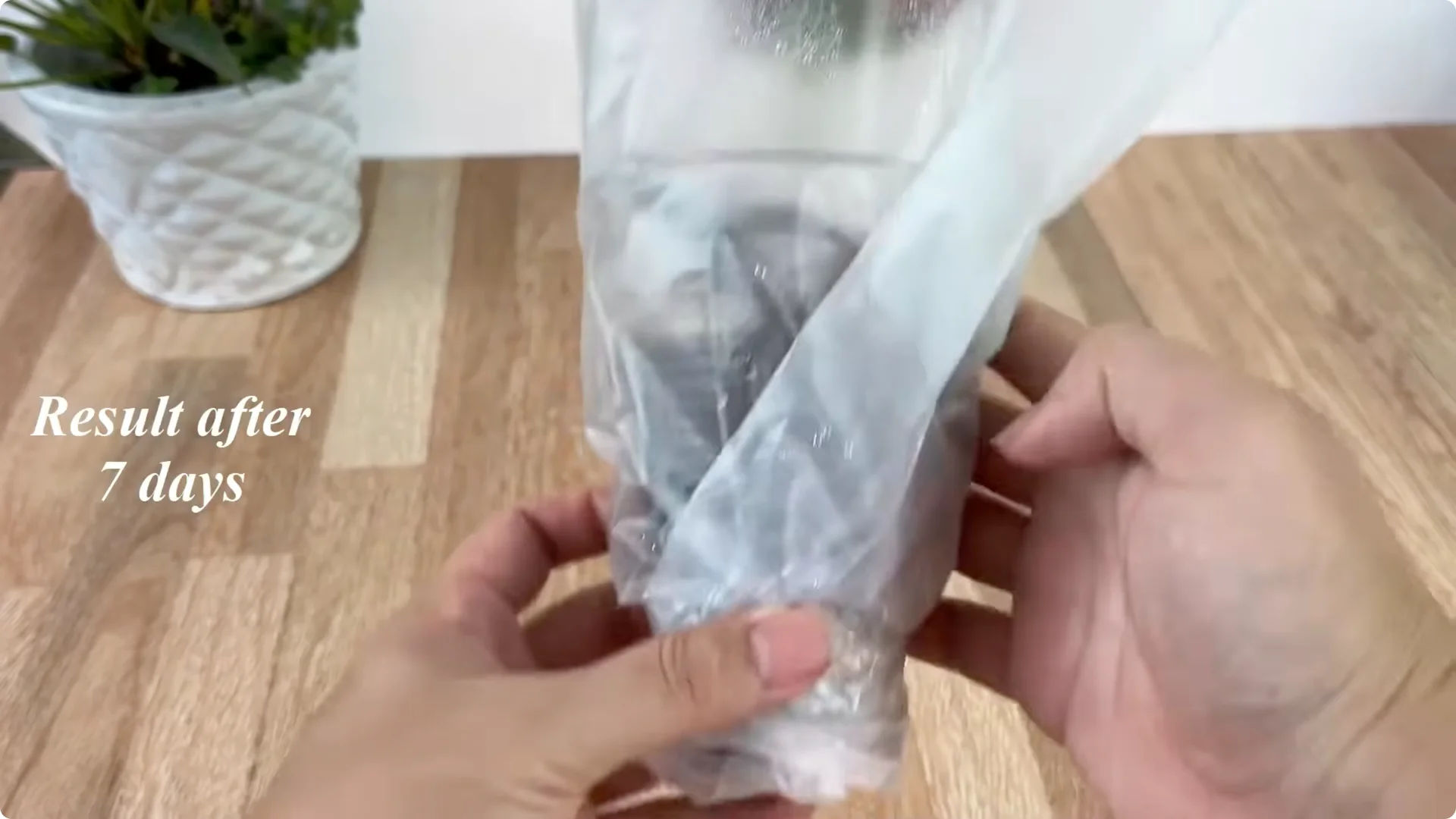 How Coca Boosts Rose Propagation: Fast and Effective Tips screenshot 8