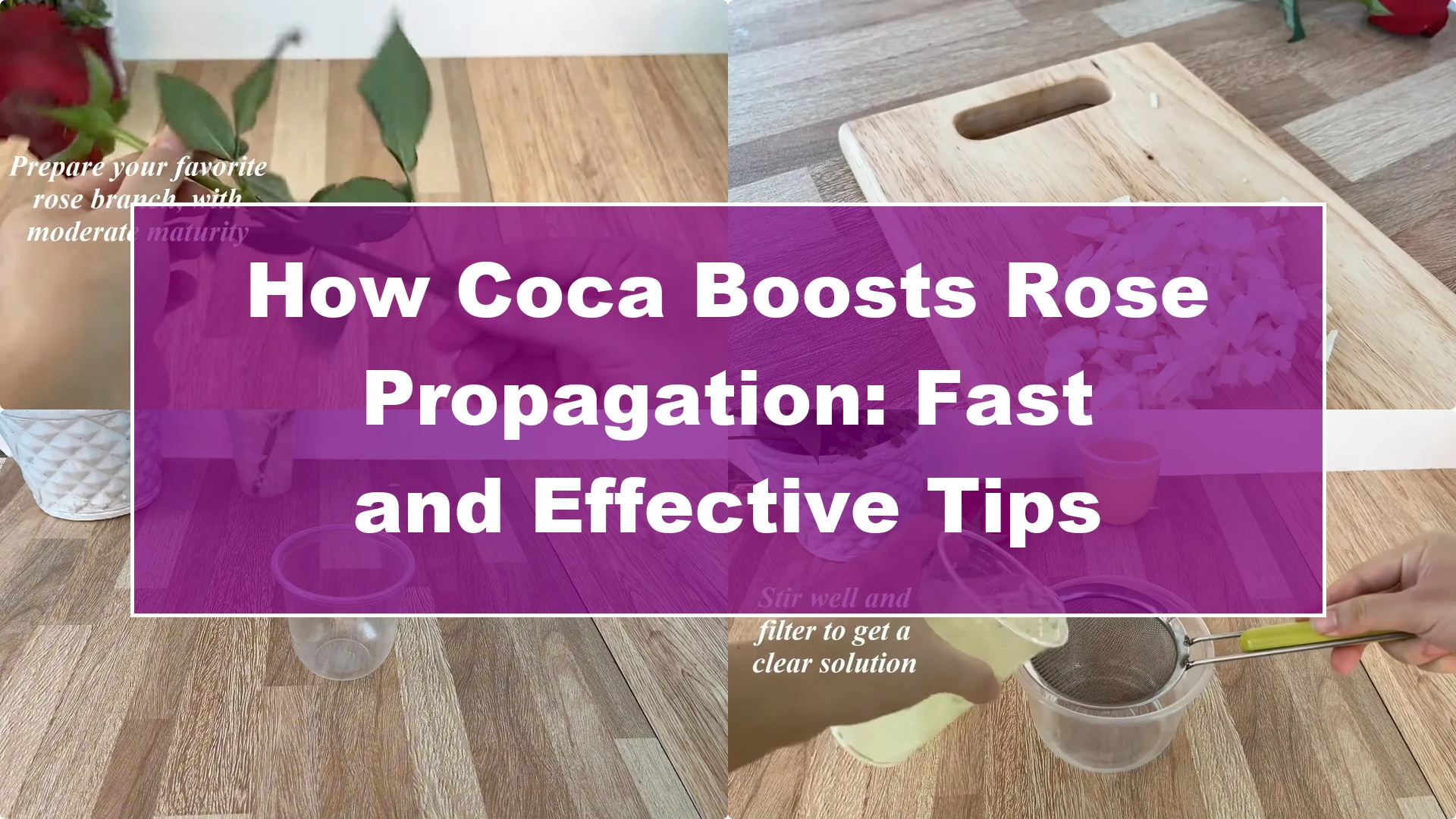 How Coca Boosts Rose Propagation: Fast and Effective Tips - Featured Image