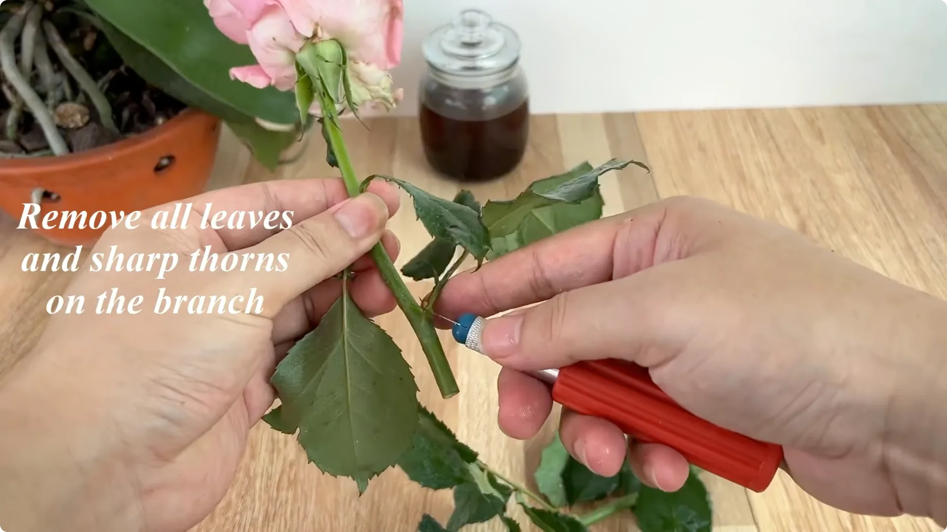 How Coffee Transforms Your Rose Plant’s Roots and Blooms screenshot 1