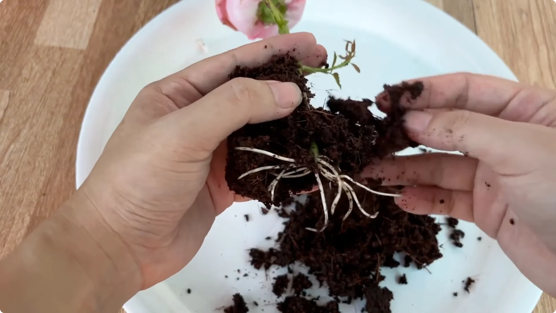 How Coffee Transforms Your Rose Plant’s Roots and Blooms screenshot 6