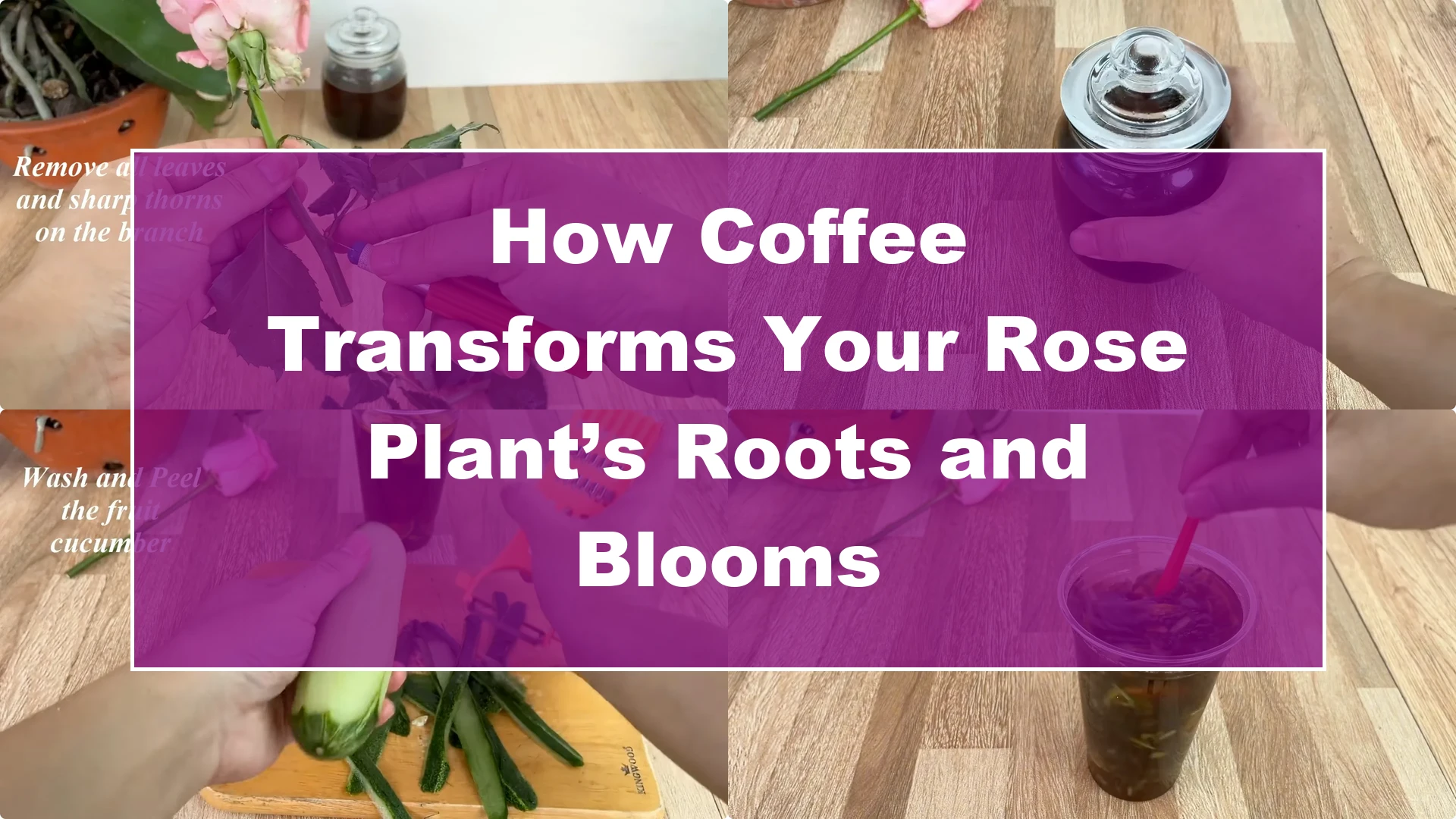 How Coffee Transforms Your Rose Plant’s Roots and Blooms - Featured Image