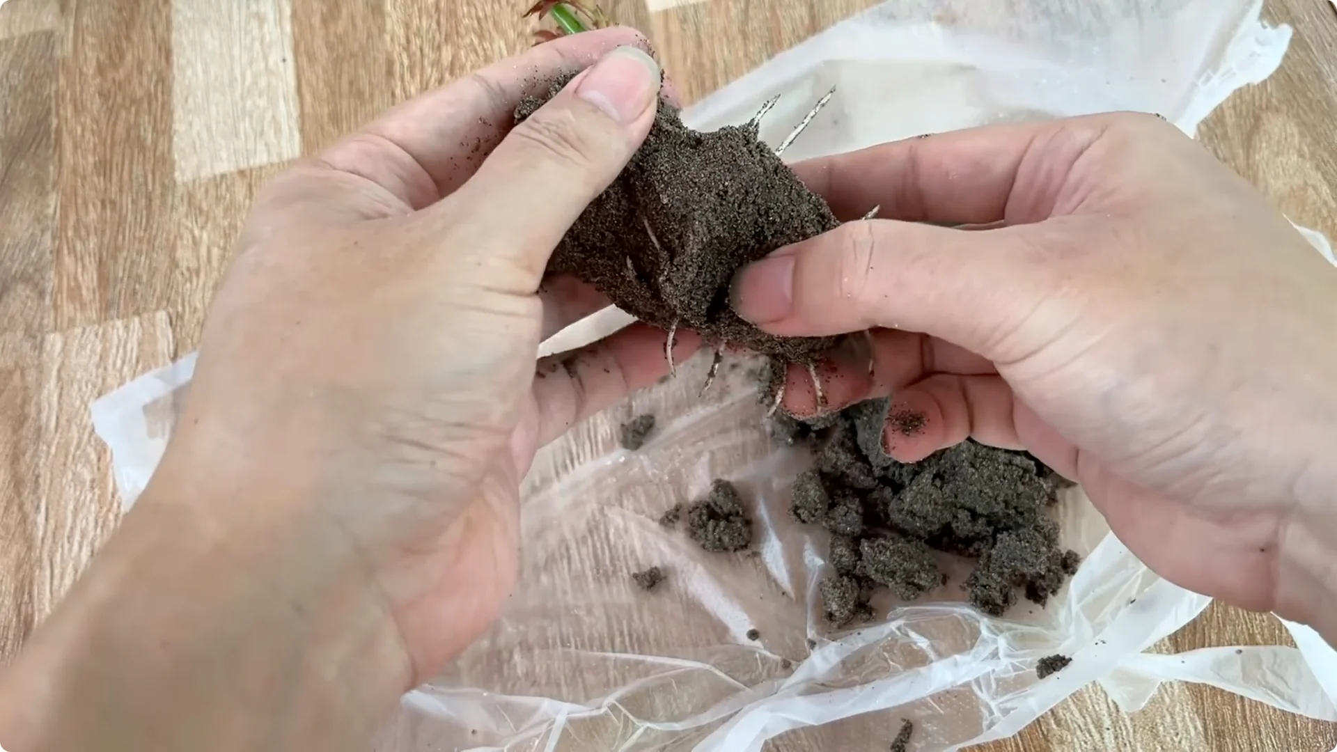 How Did the Rose Branch Suddenly Take Root and Bloom So Fast? screenshot 11