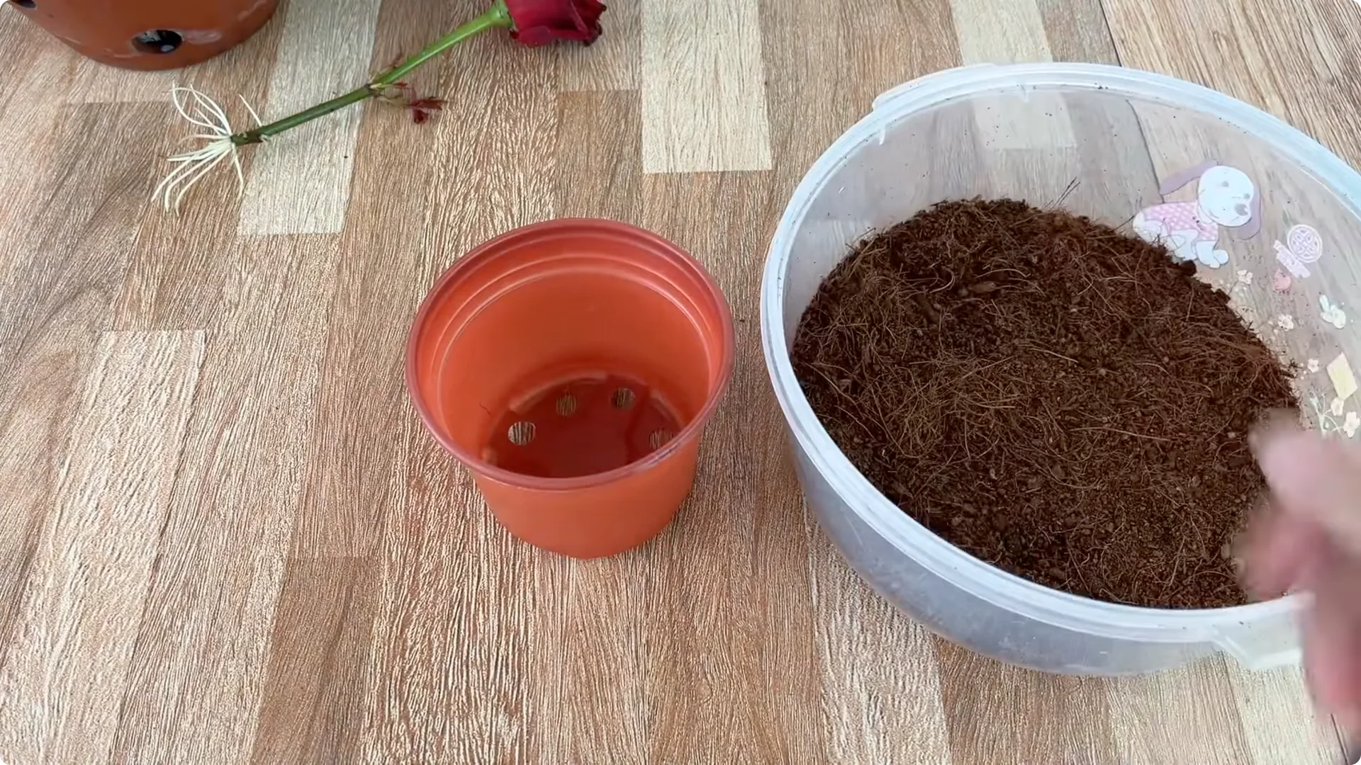 How Did the Rose Branch Suddenly Take Root and Bloom So Fast? screenshot 12