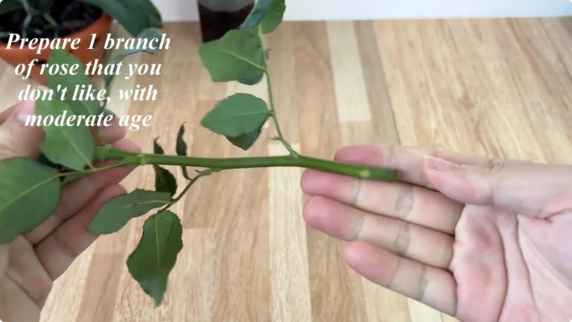 How Did the Rose Branch Suddenly Take Root and Bloom So Fast? screenshot 3