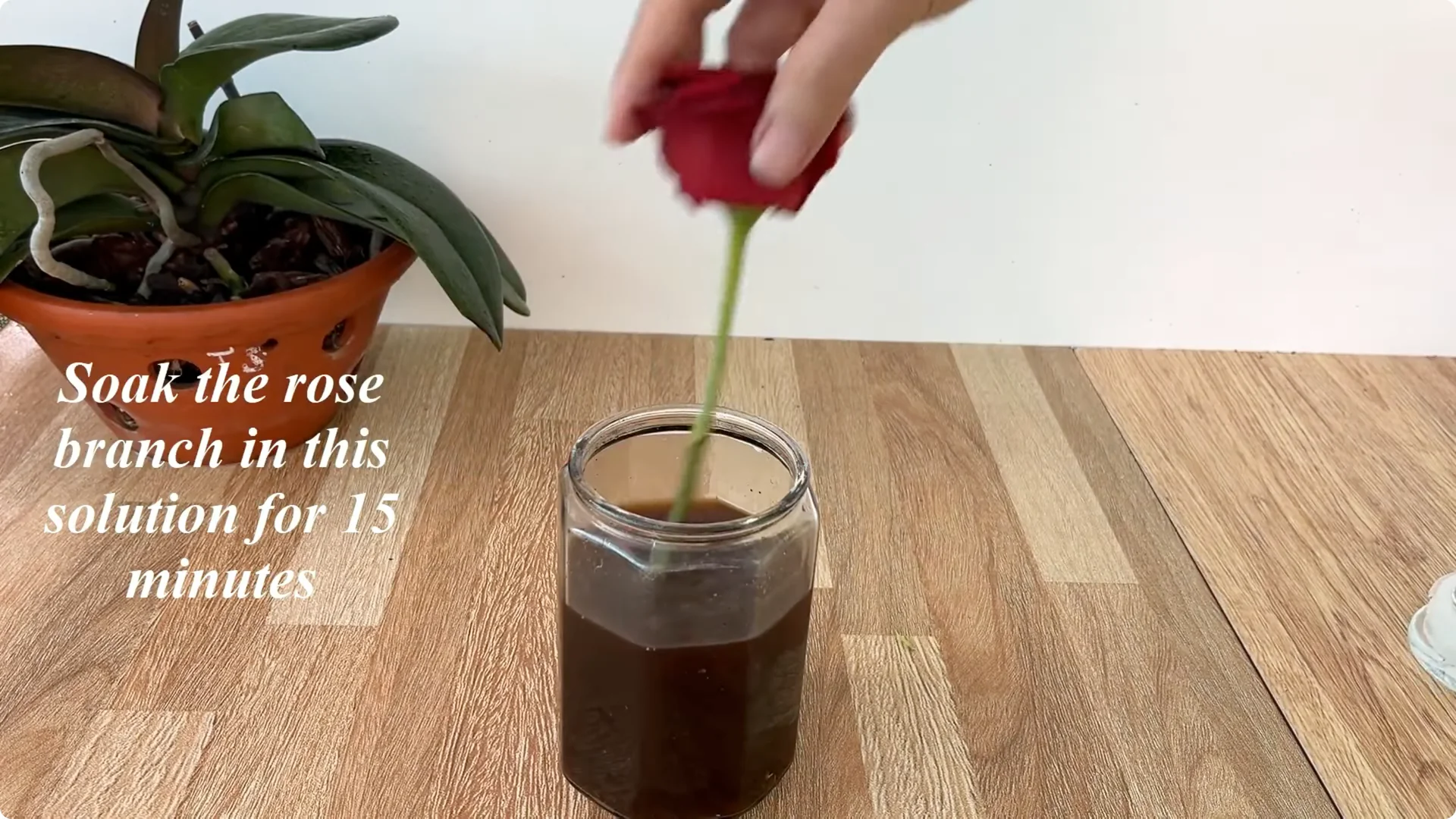 How Did the Rose Branch Suddenly Take Root and Bloom So Fast? screenshot 4