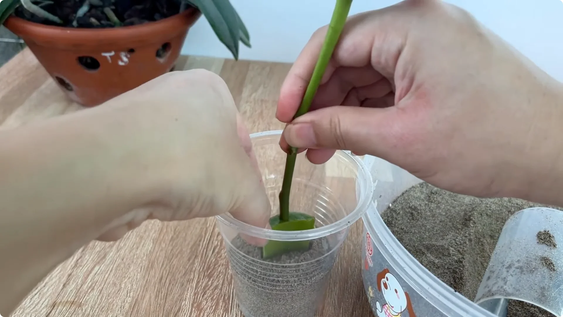 How Did the Rose Branch Suddenly Take Root and Bloom So Fast? screenshot 8