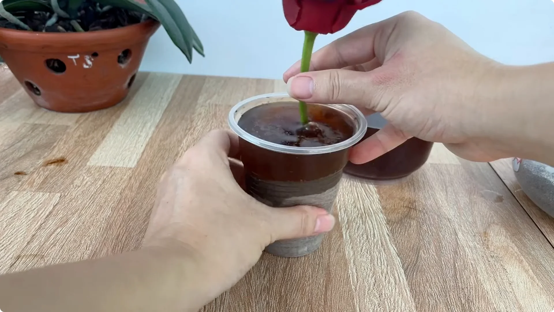 How Did the Rose Branch Suddenly Take Root and Bloom So Fast? screenshot 9