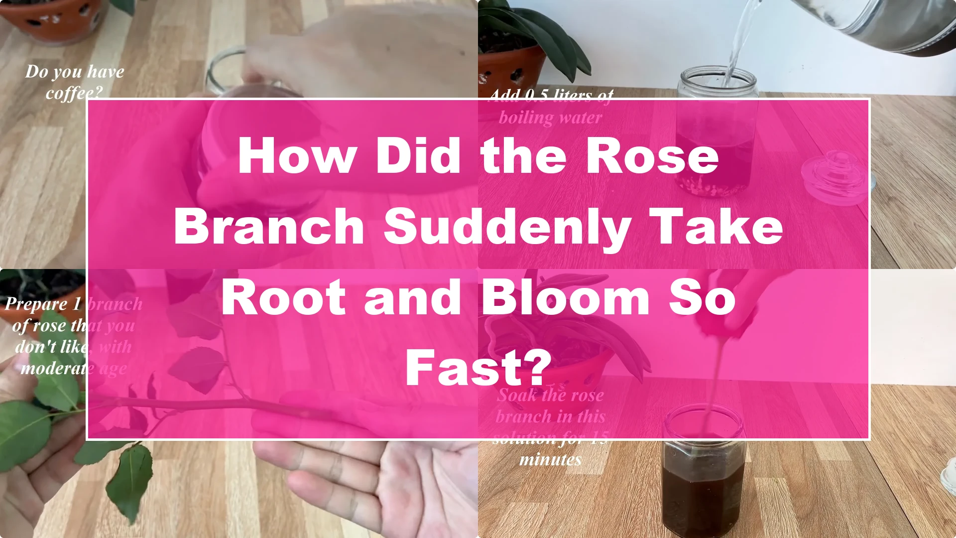 How Did the Rose Branch Suddenly Take Root and Bloom So Fast? - Featured Image