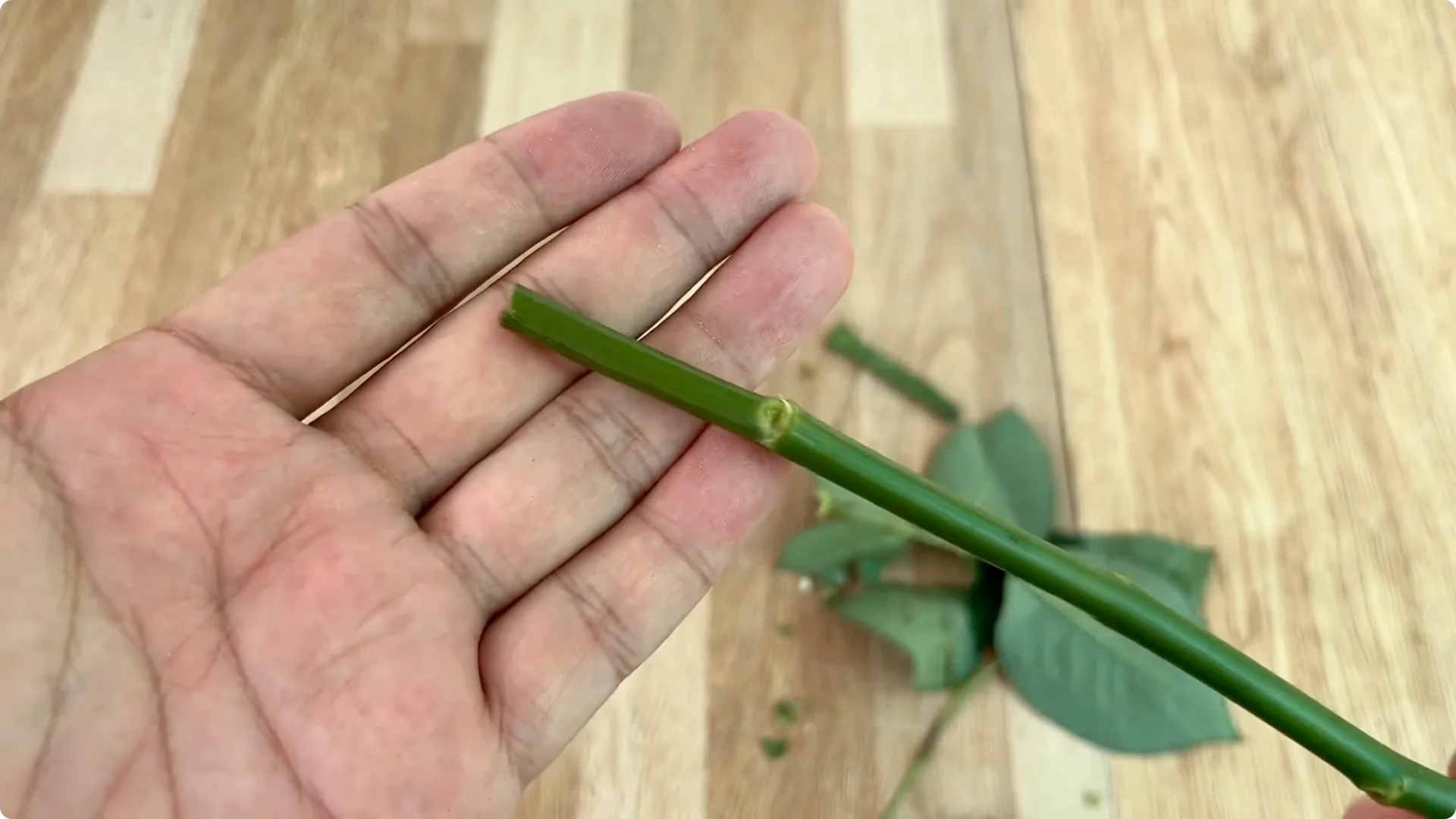 How Did This Rose Branch Root and Sprout So Fast? screenshot 1