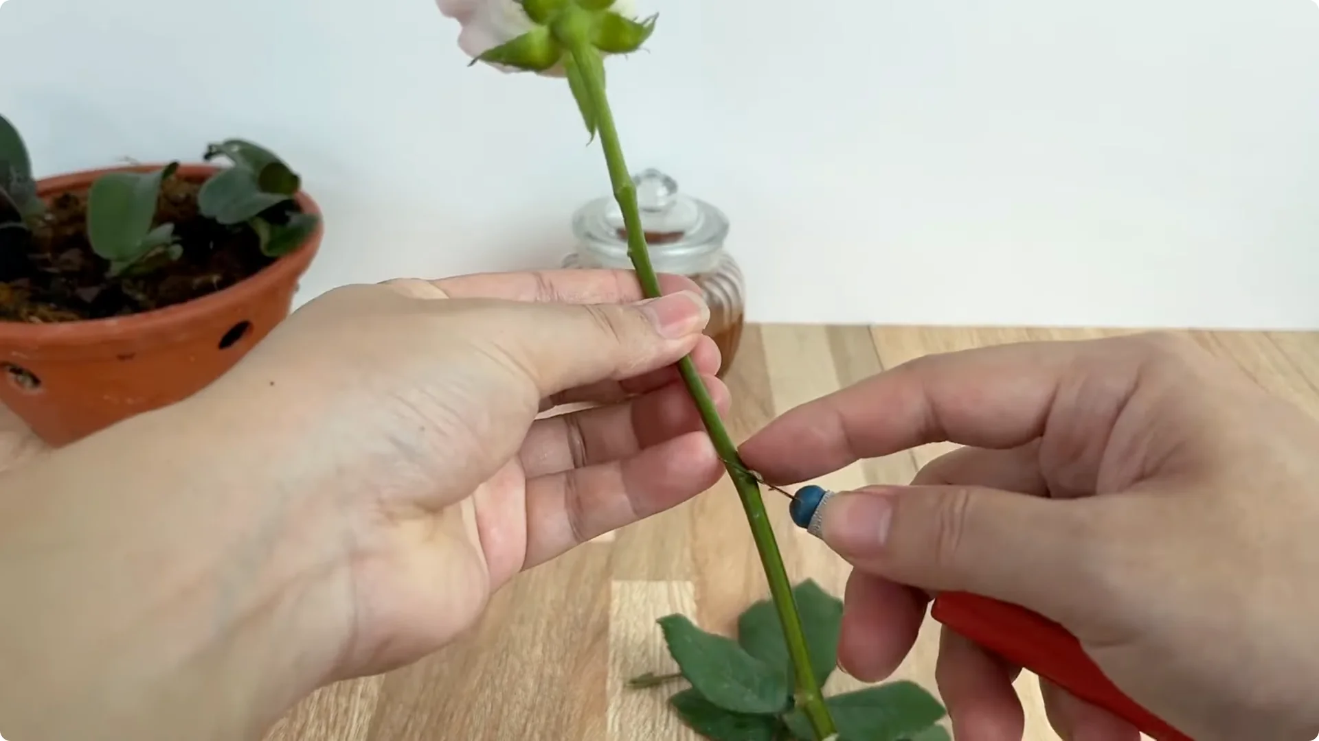 How Did This Rose Branch Root and Sprout So Fast? screenshot 2