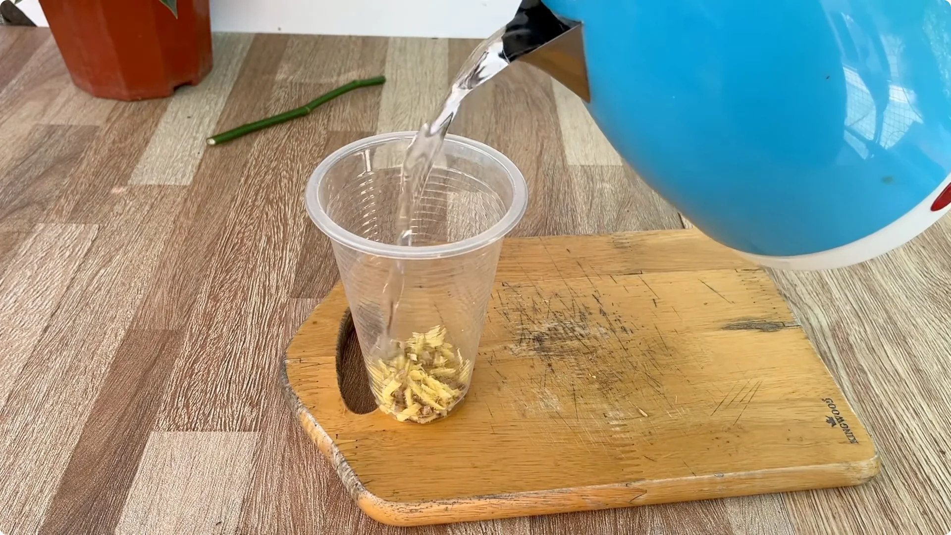 How Did This Rose Branch Root and Sprout So Fast? screenshot 2