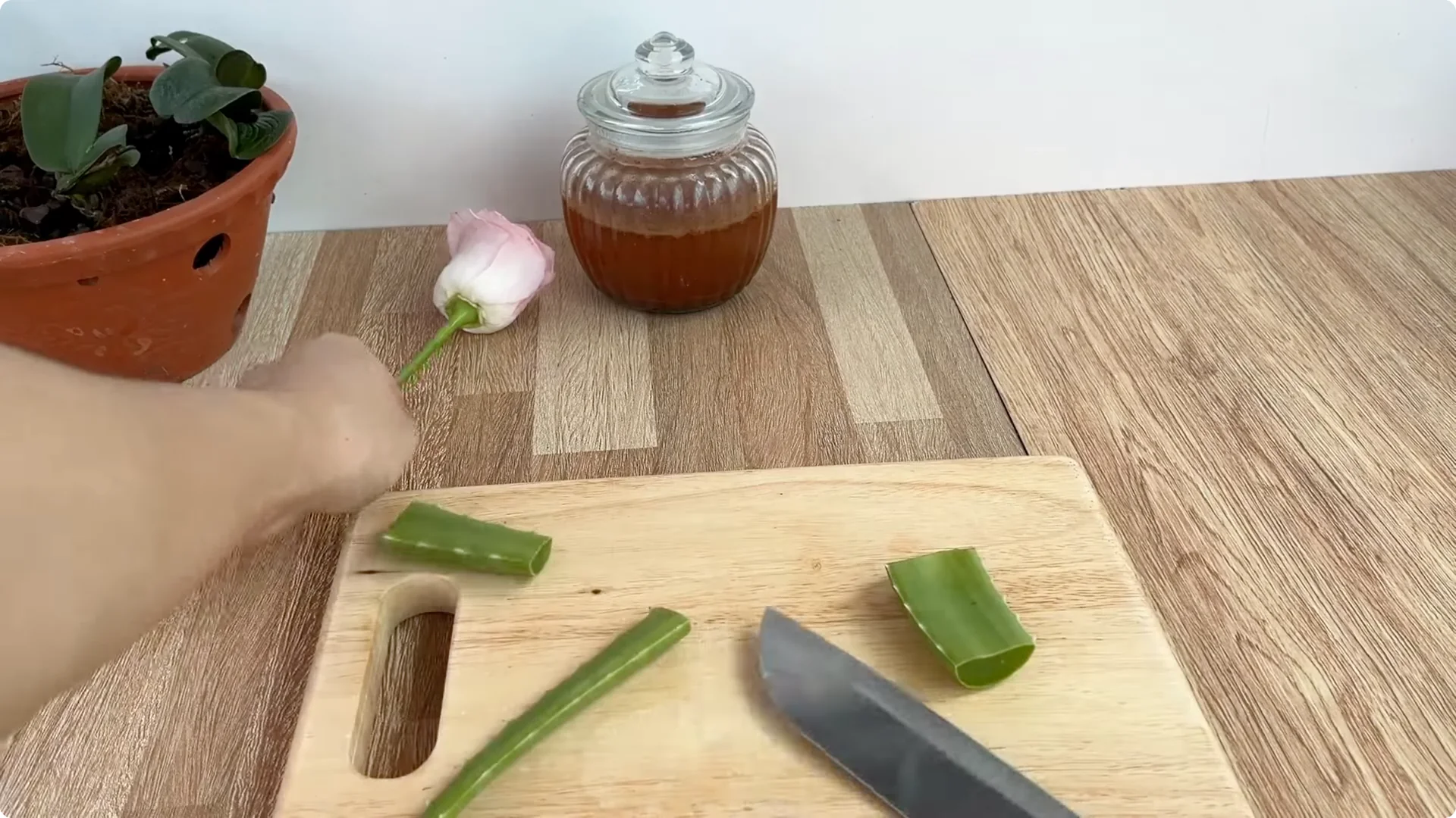 How Did This Rose Branch Root and Sprout So Fast? screenshot 3