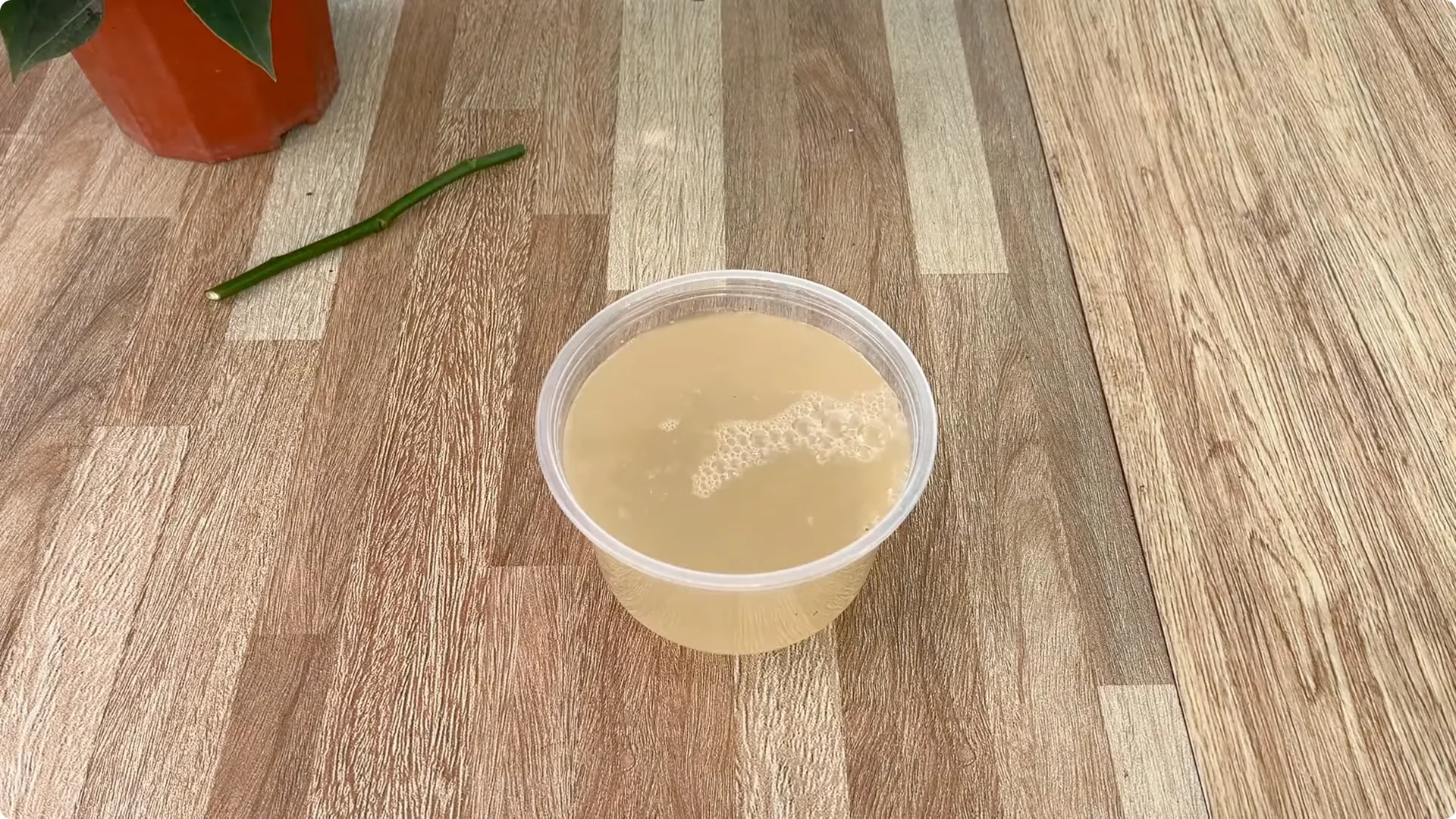 How Did This Rose Branch Root and Sprout So Fast? screenshot 4