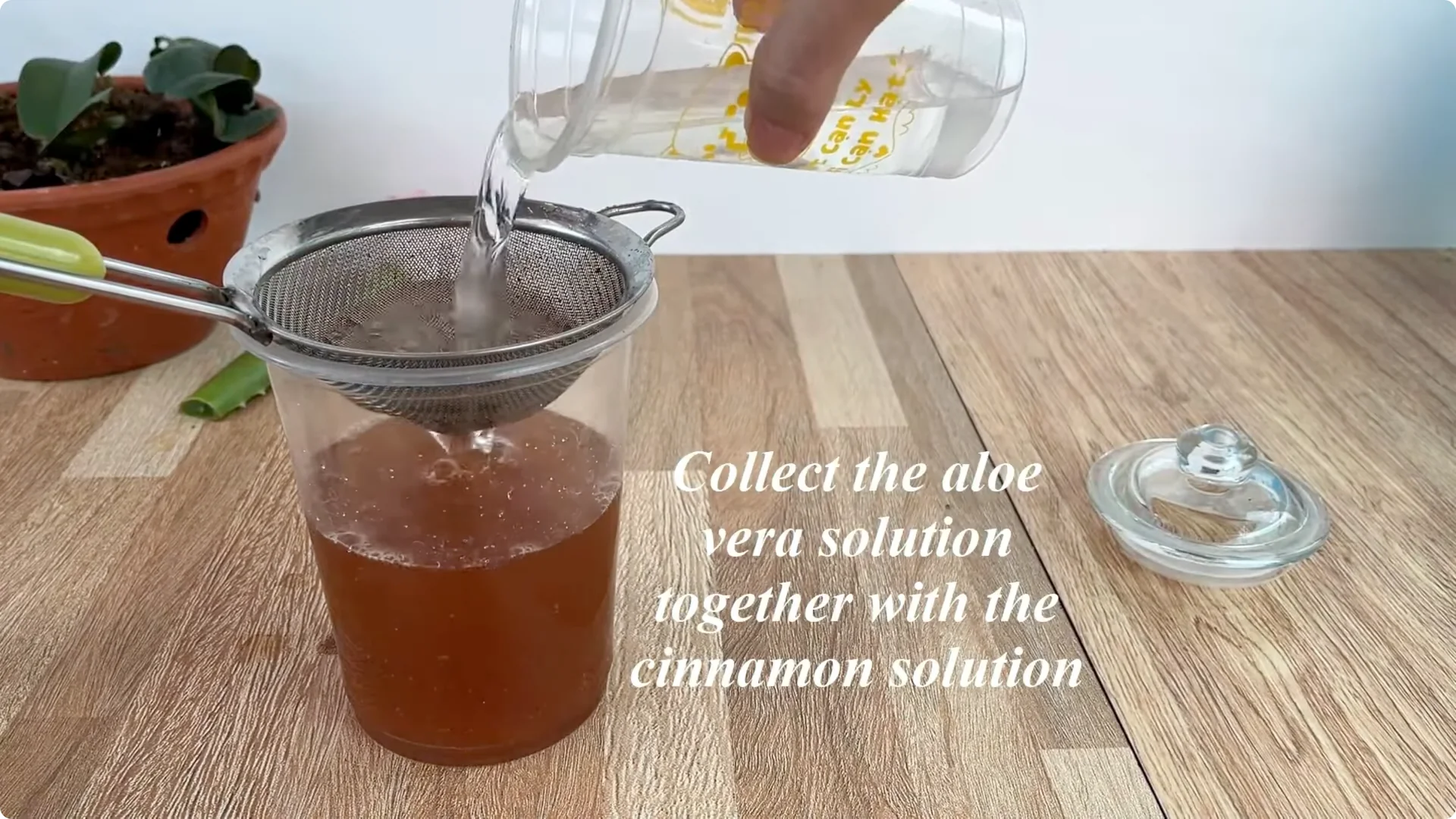 How Did This Rose Branch Root and Sprout So Fast? screenshot 5