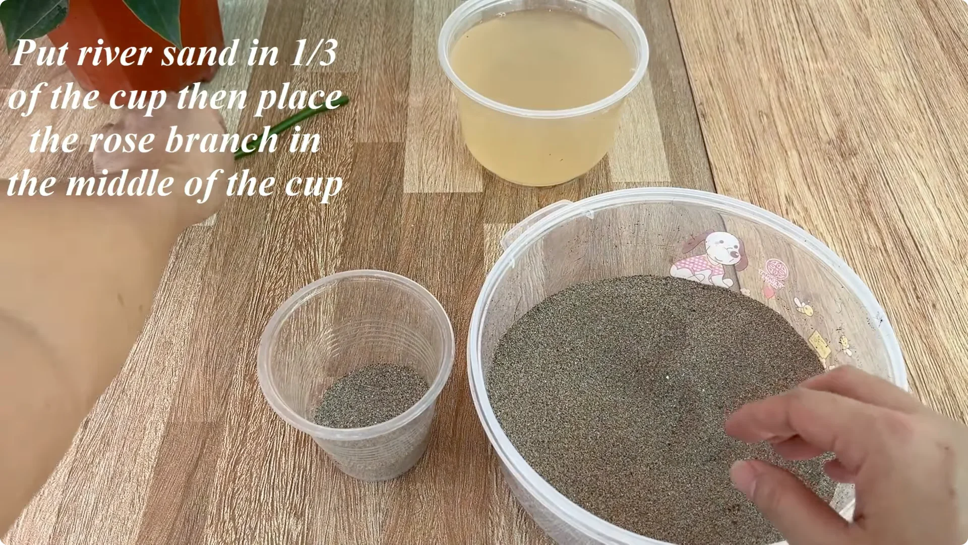 How Did This Rose Branch Root and Sprout So Fast? screenshot 5