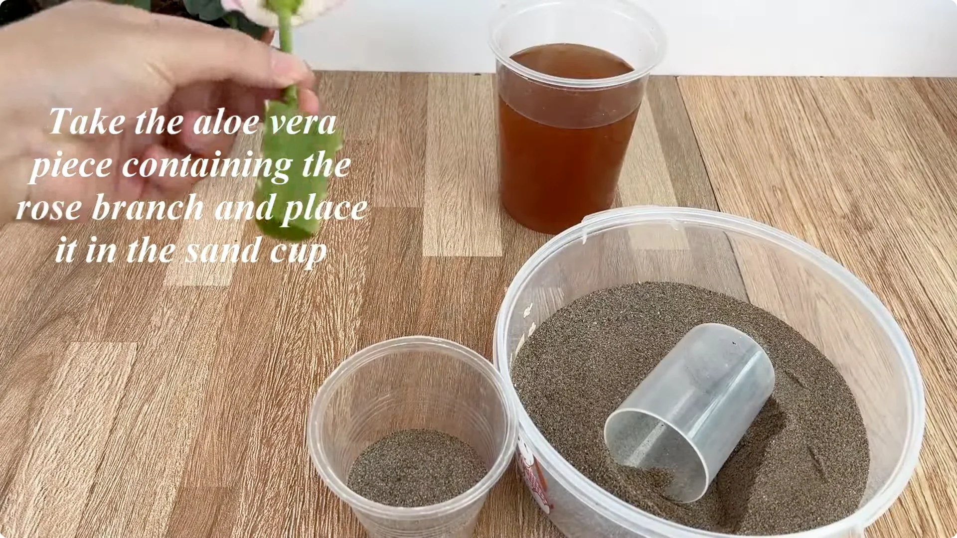 How Did This Rose Branch Root and Sprout So Fast? screenshot 6